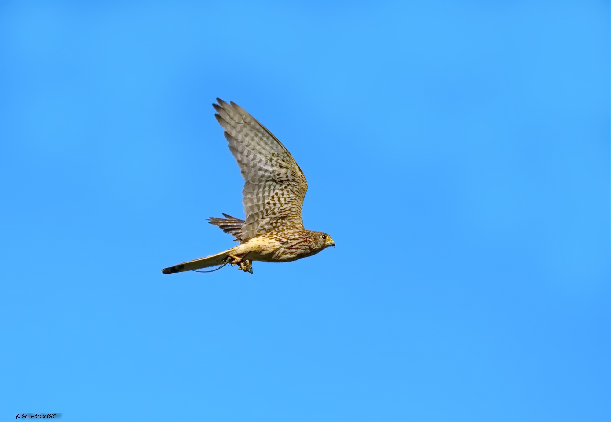 Common kestrel with prey (lizard)