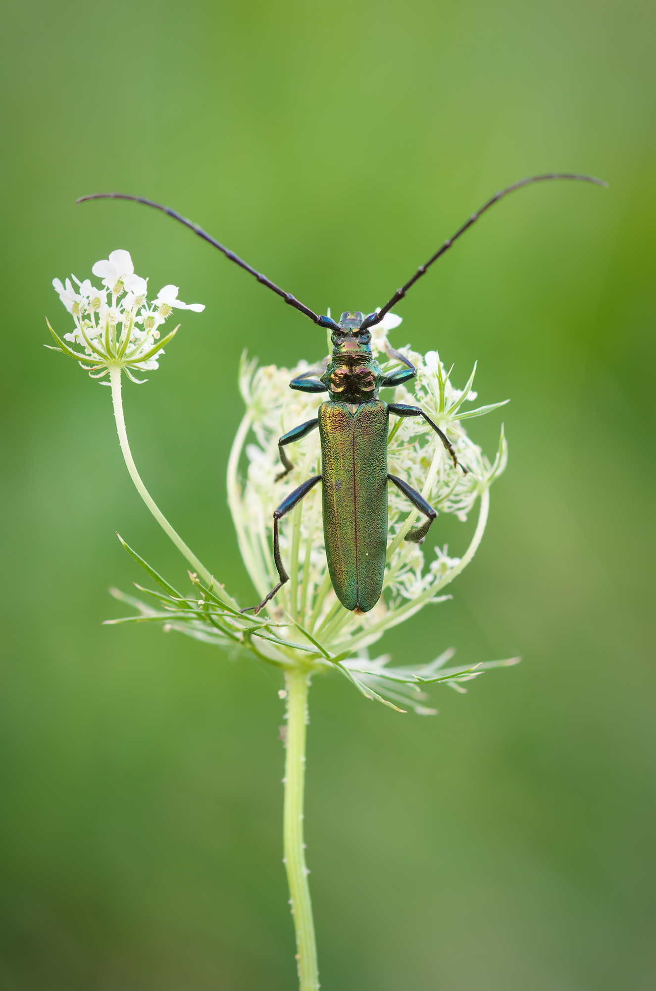 Wonnica pi?mówka (Silver moschata)