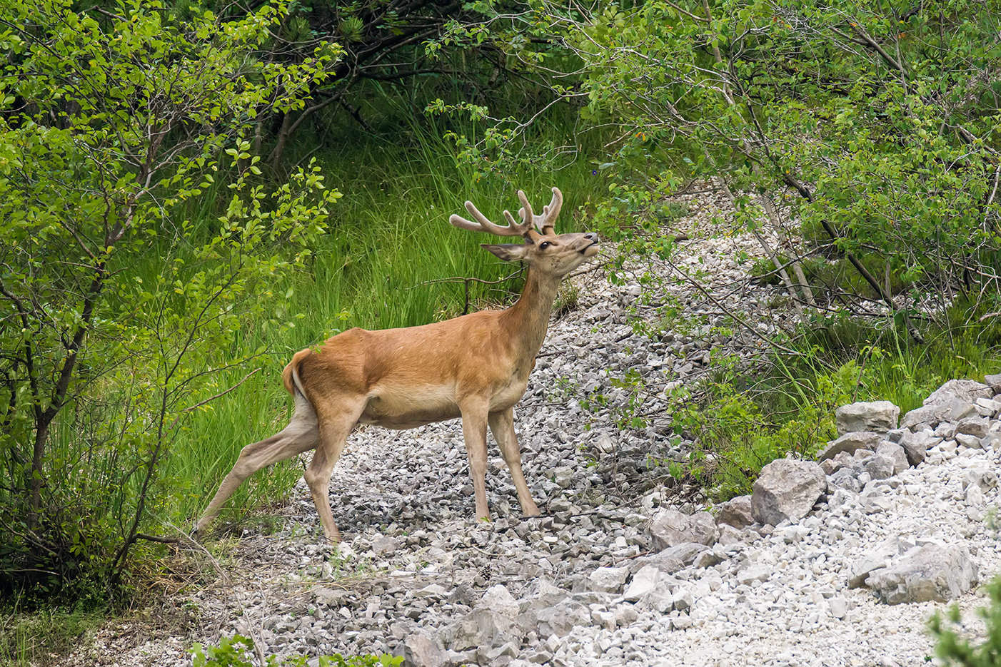 Young deer with stage still covered