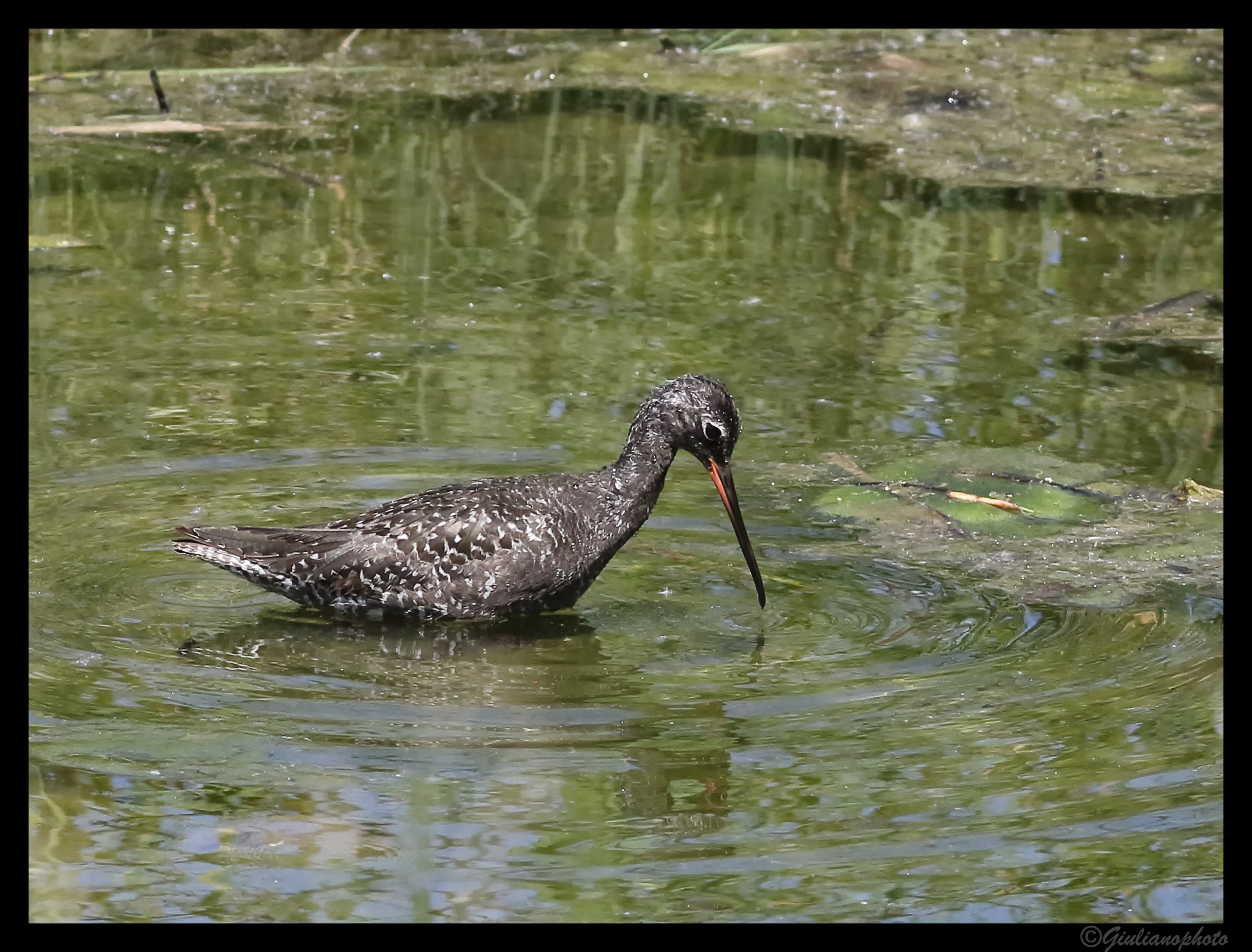 Totano moro in livrea riproduttiva