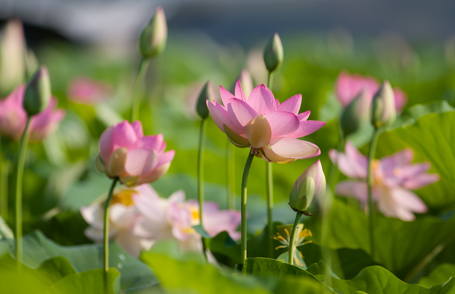 Lotus Flower