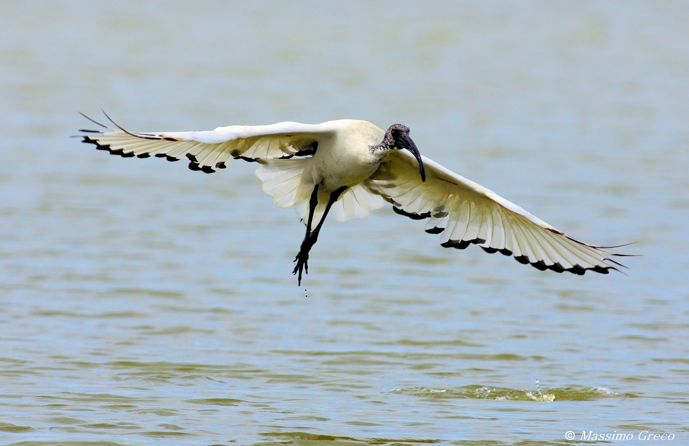 Ibis sacro (Threskiornis aethiopicus)