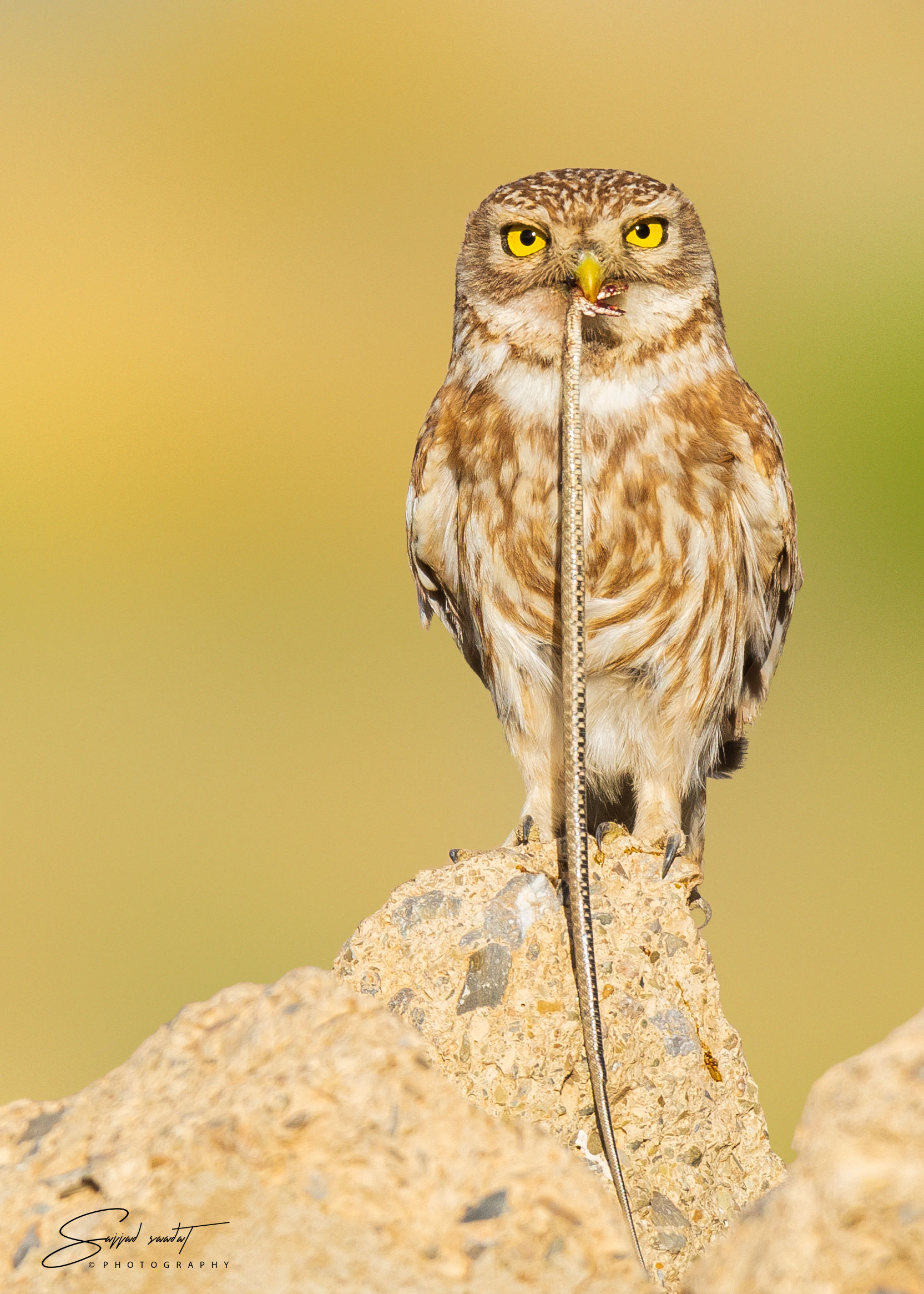 little owl