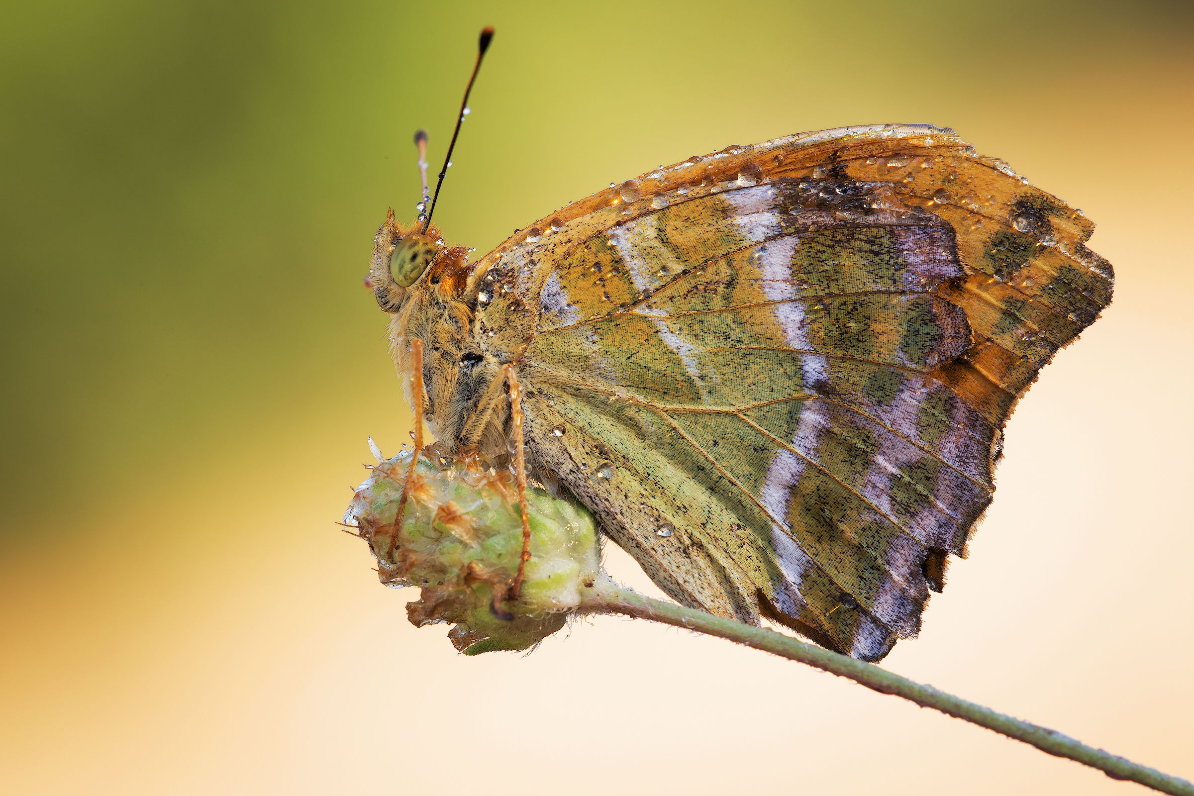 Argynnis paphia