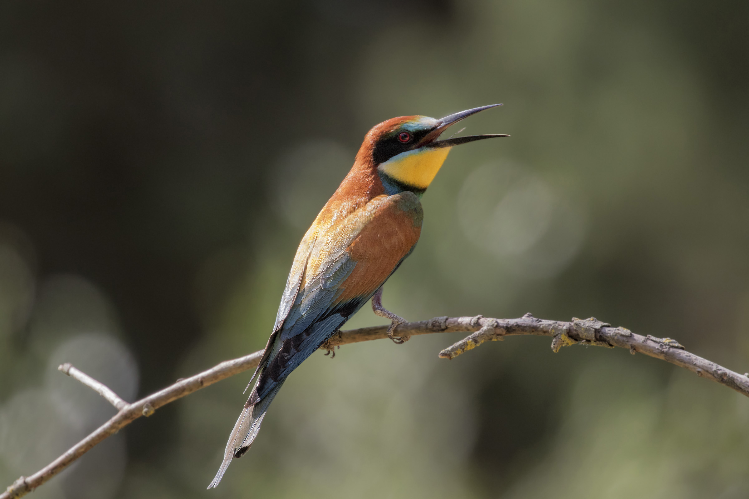Bee-eater