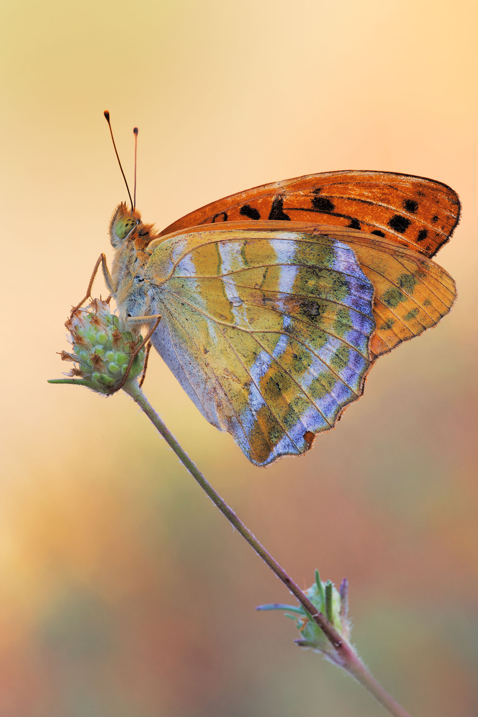Argynnis paphia 2