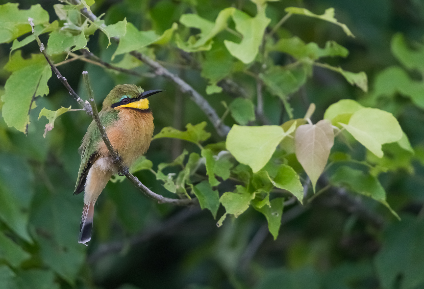 Little Bee-eater
