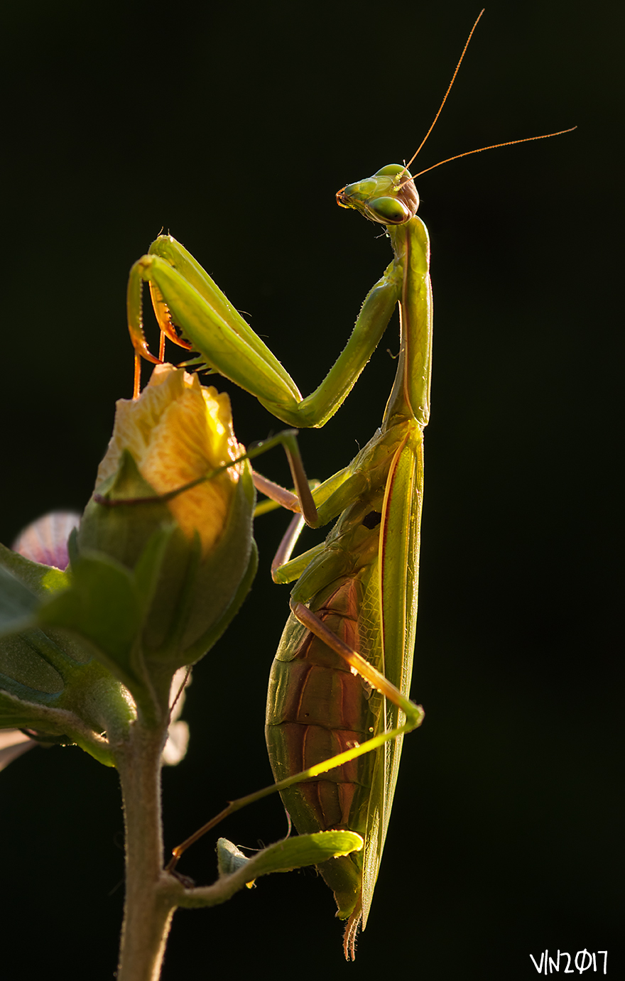 Praying mantis
