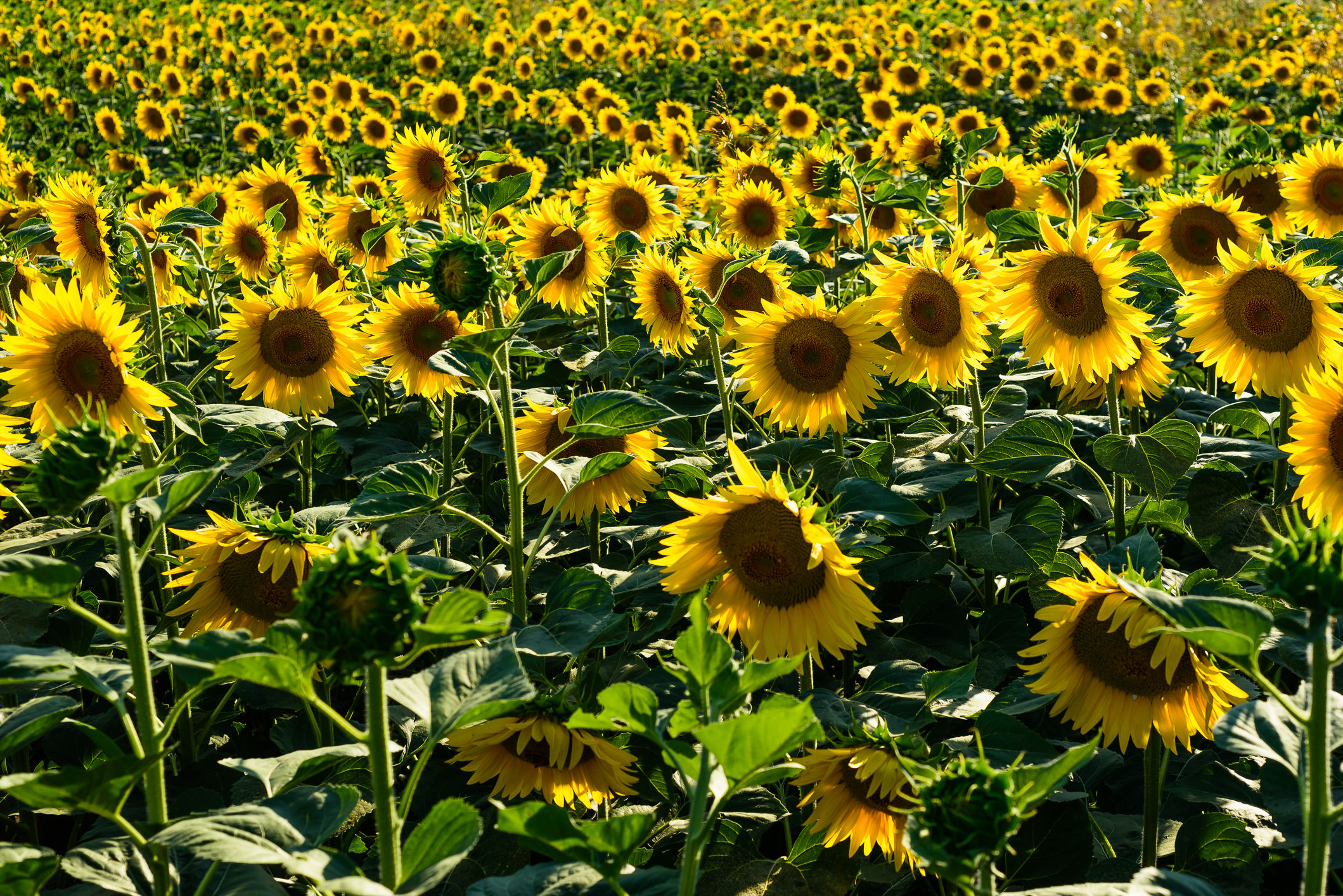 Sunflower fields