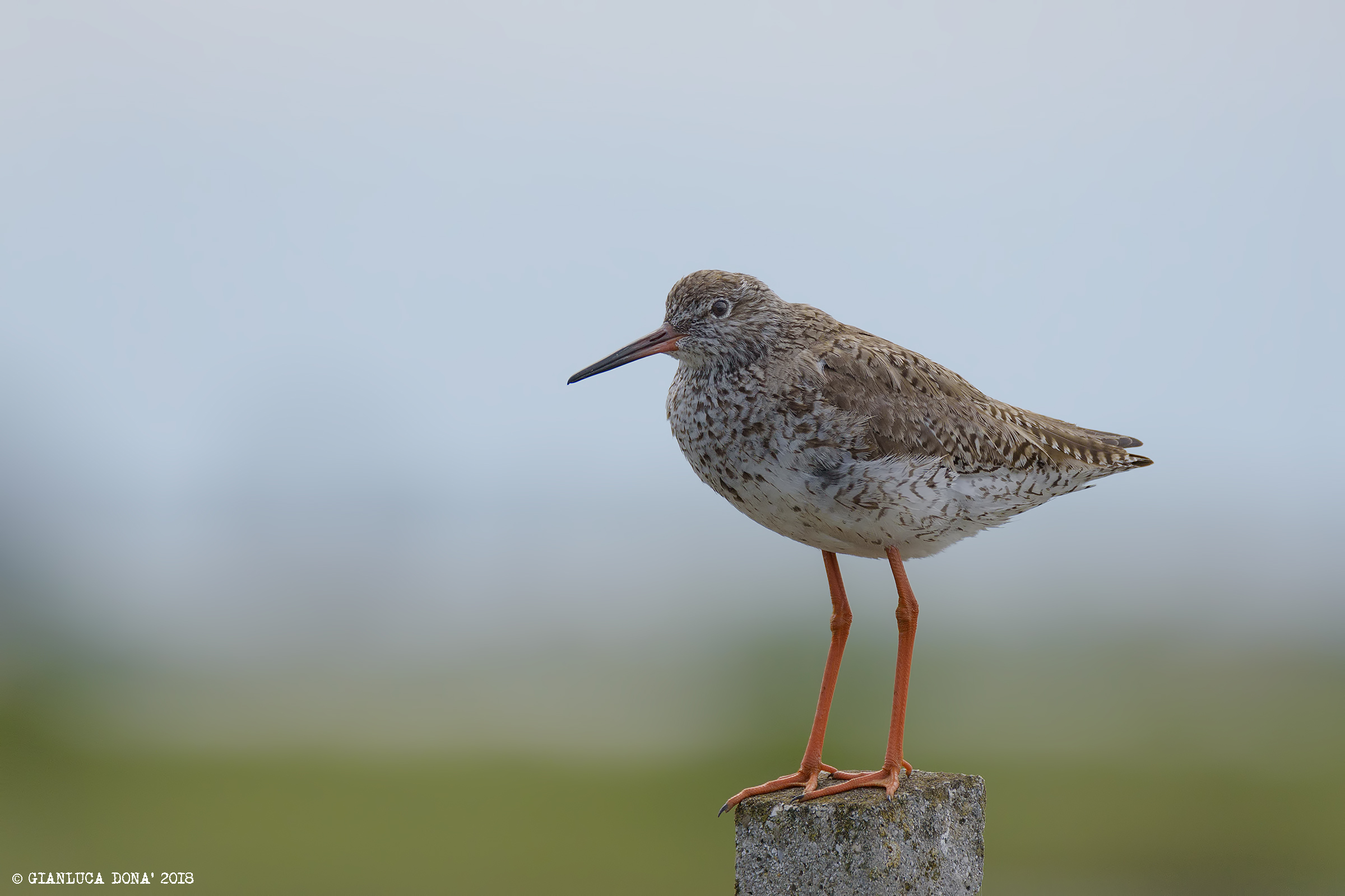 Tringa totanus L. 1758