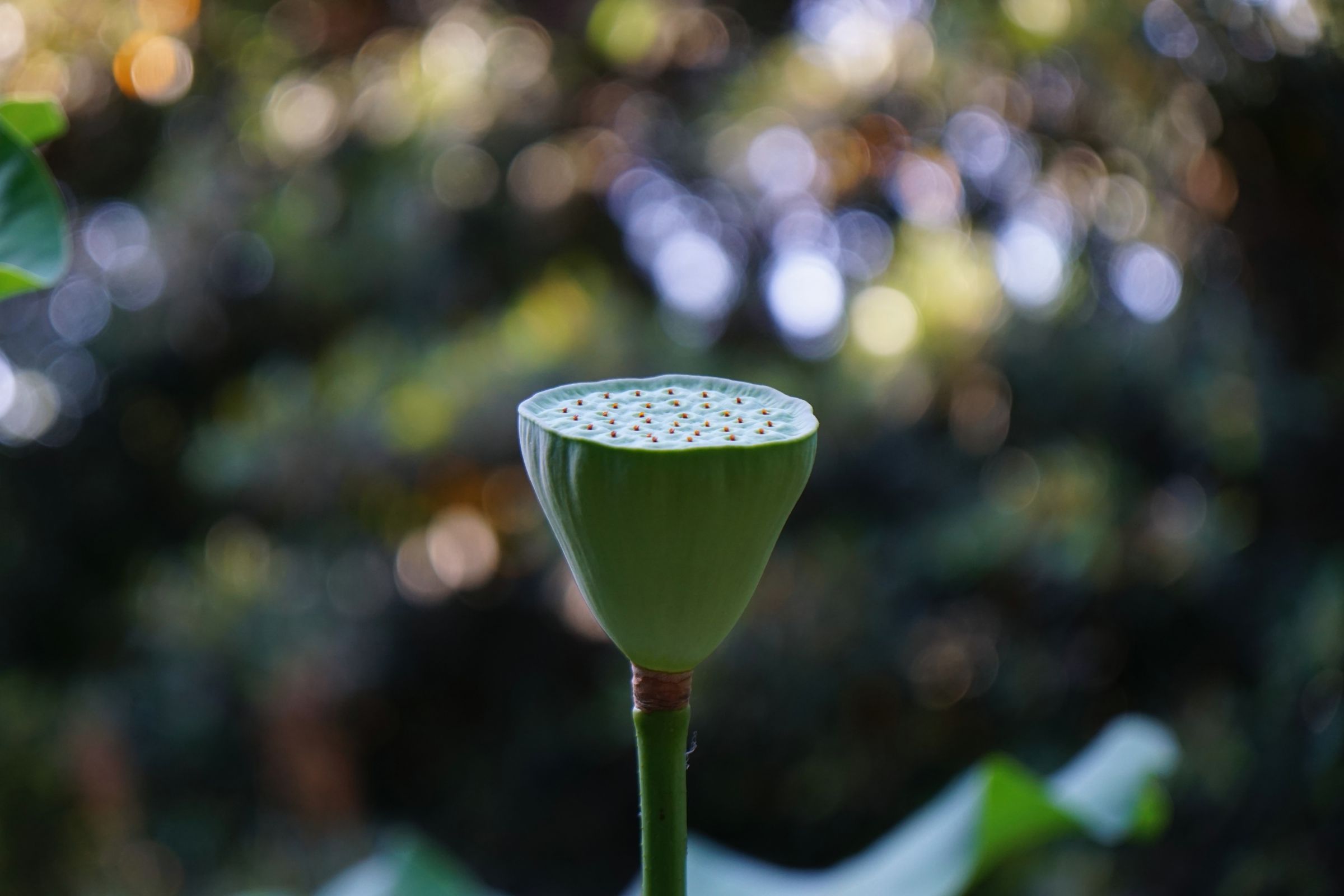 Semi Lotus-Botanical Garden Palermo