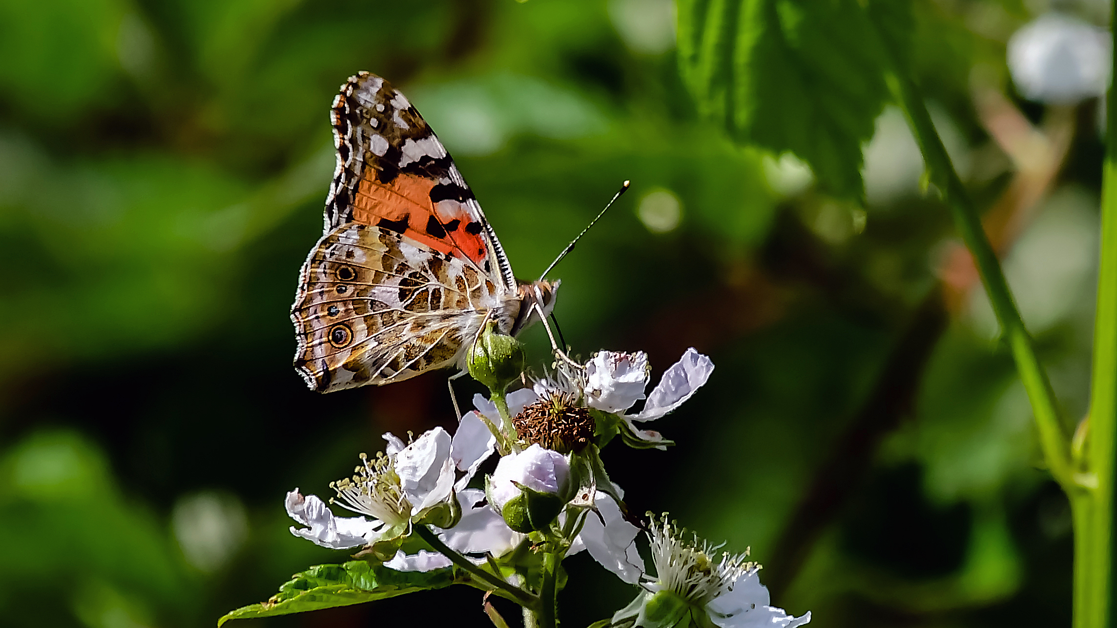 Walking through the Meadows