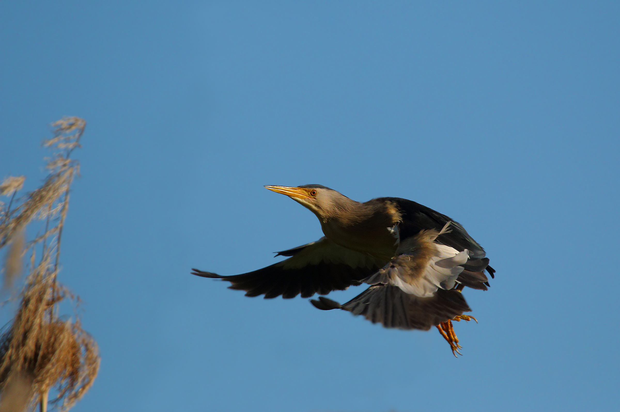Male Bittern