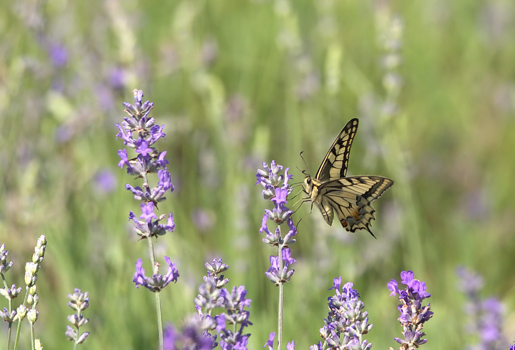 Swallowtail on Lavender