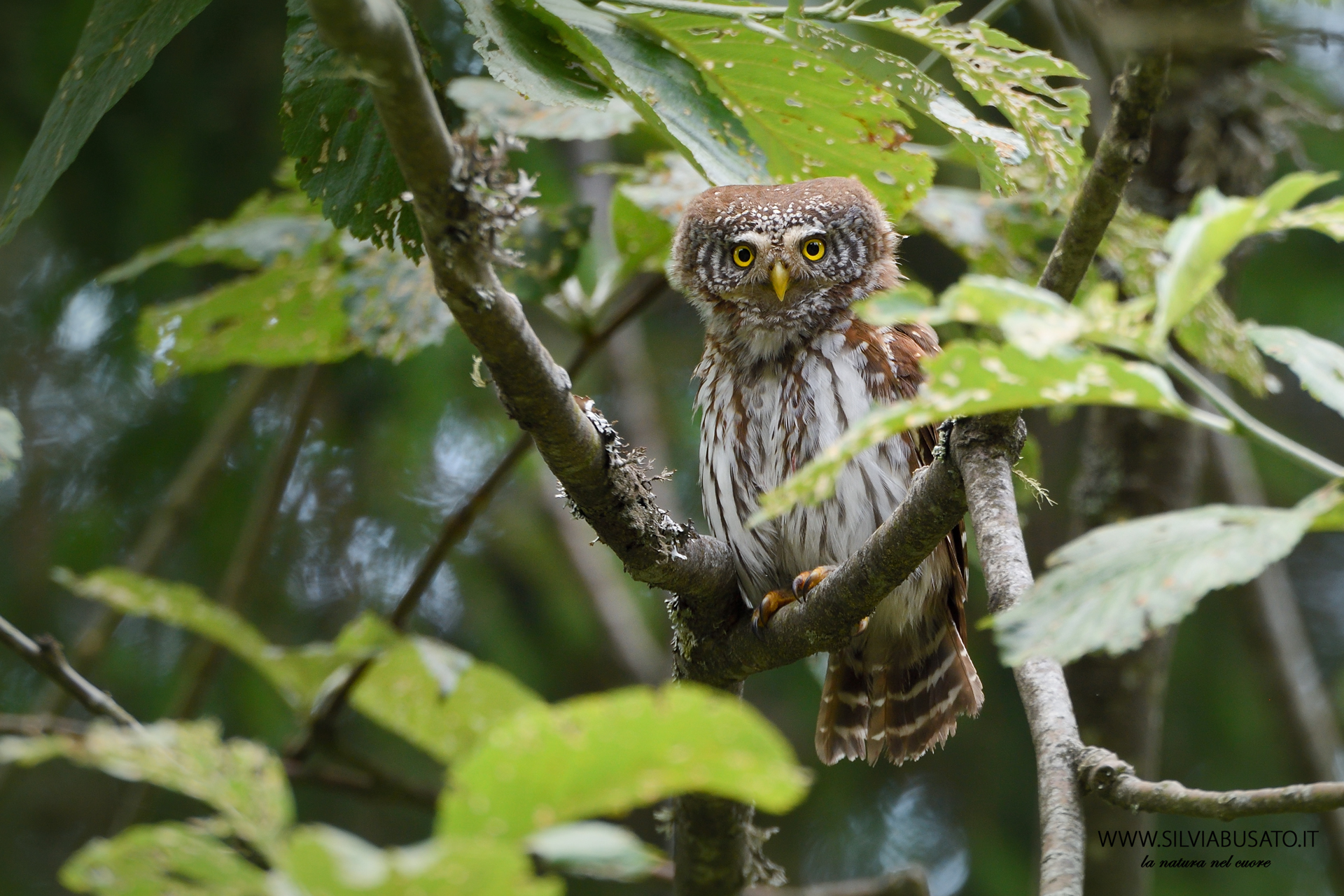 Civetta nana... ma quanto bella sei!