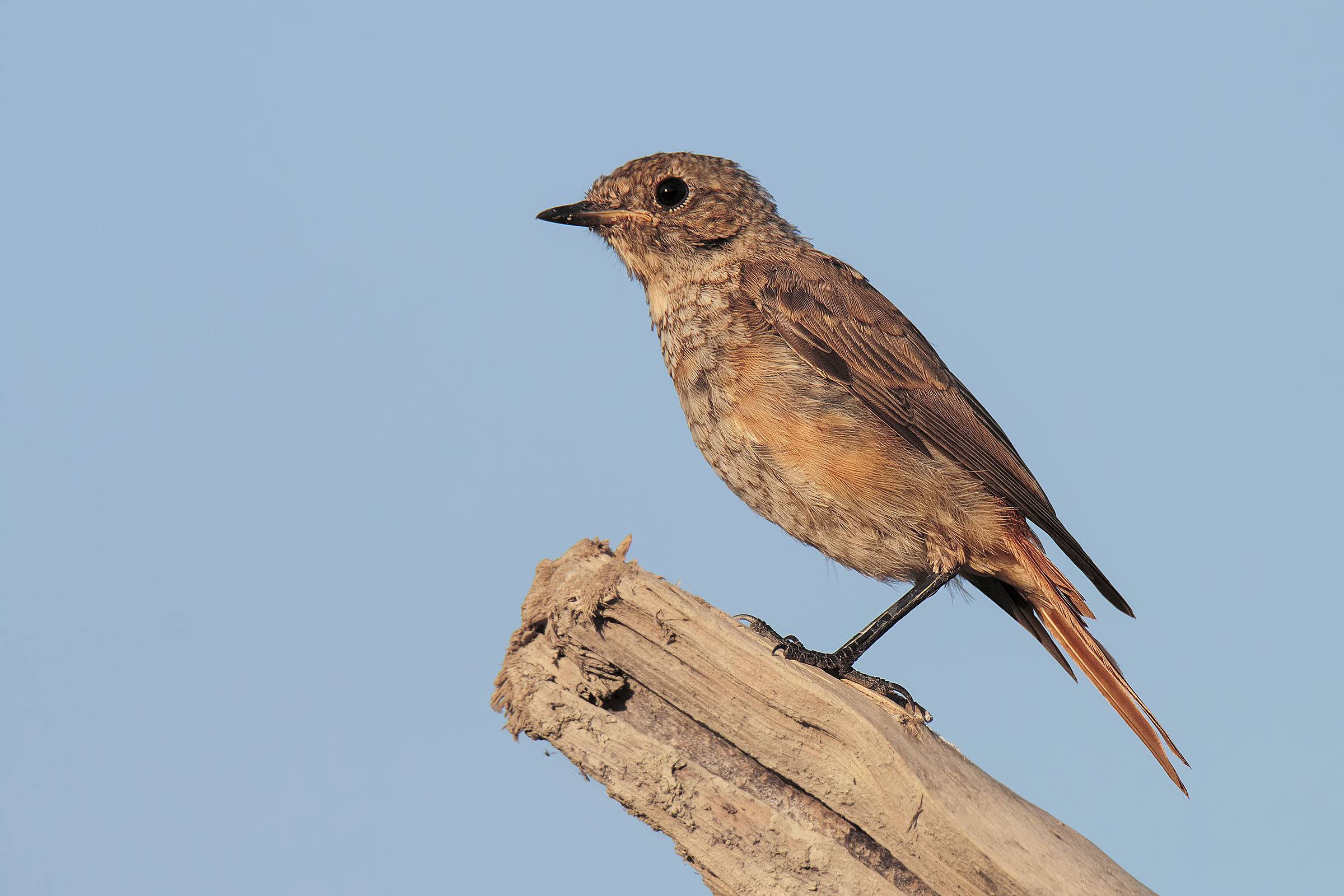 Young Redstart