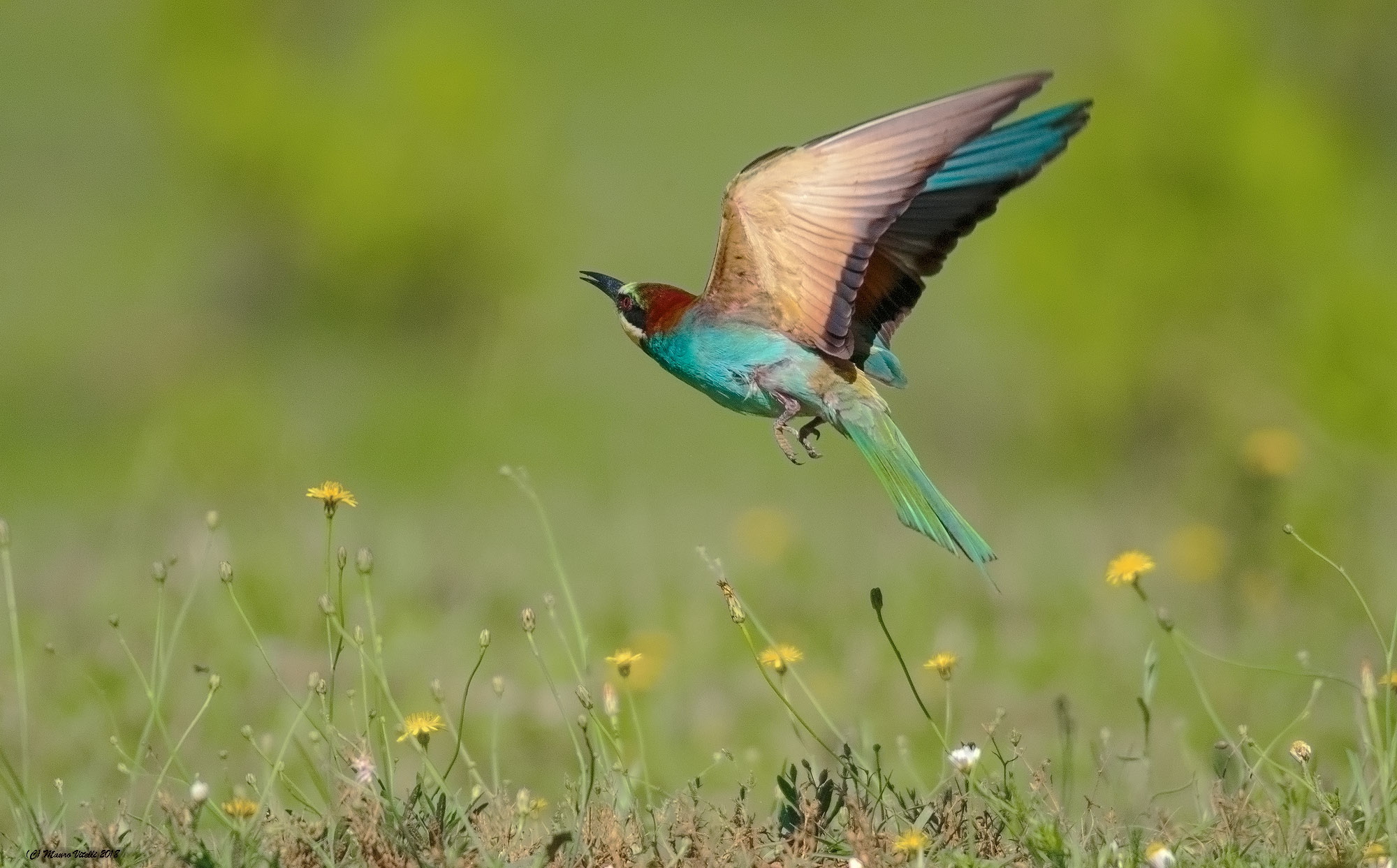Gruccione...una prospettiva diversa