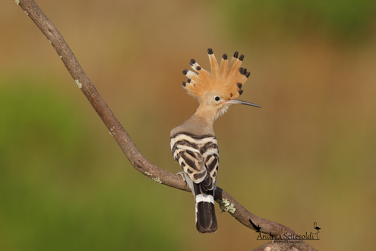 Hoopoe