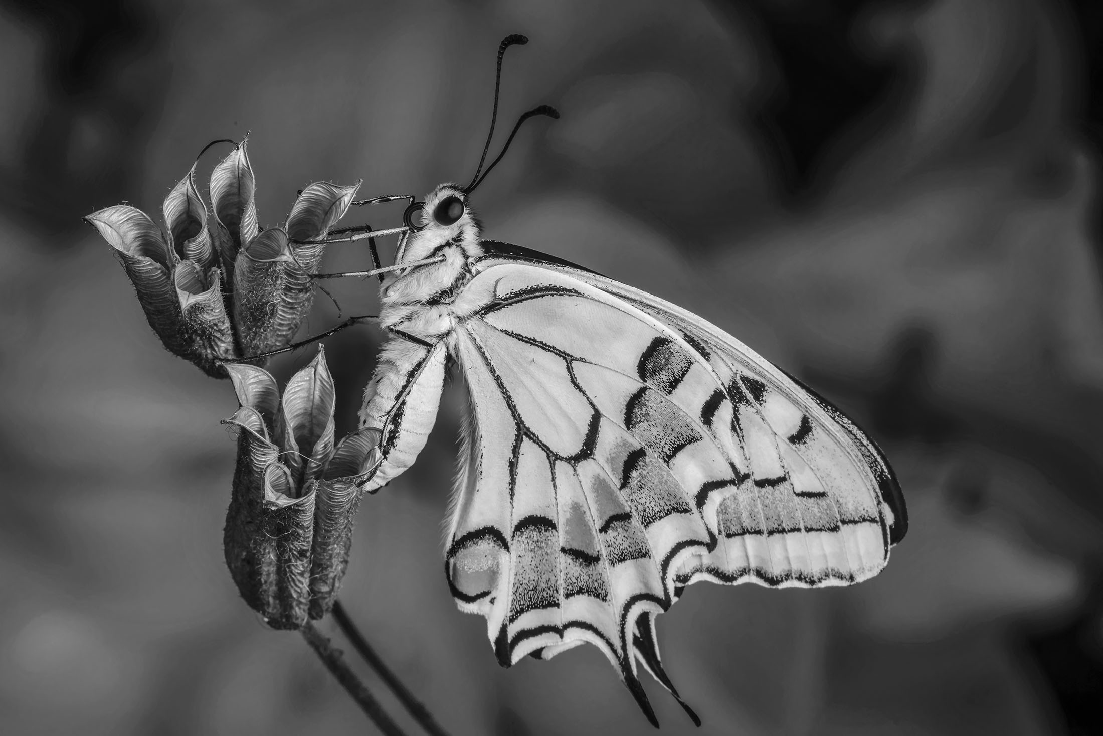 Colors.. Black and White