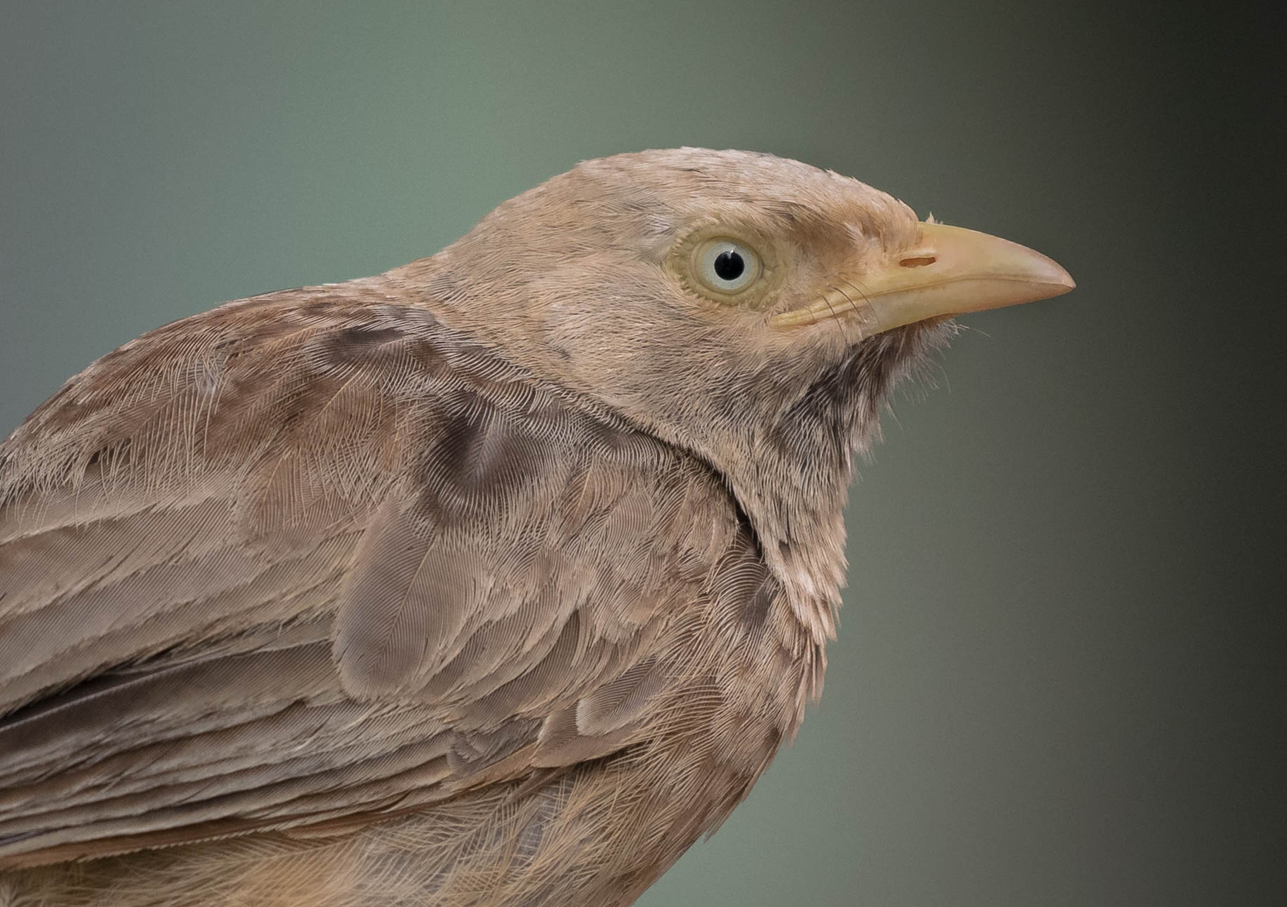 Yellow billed babbler