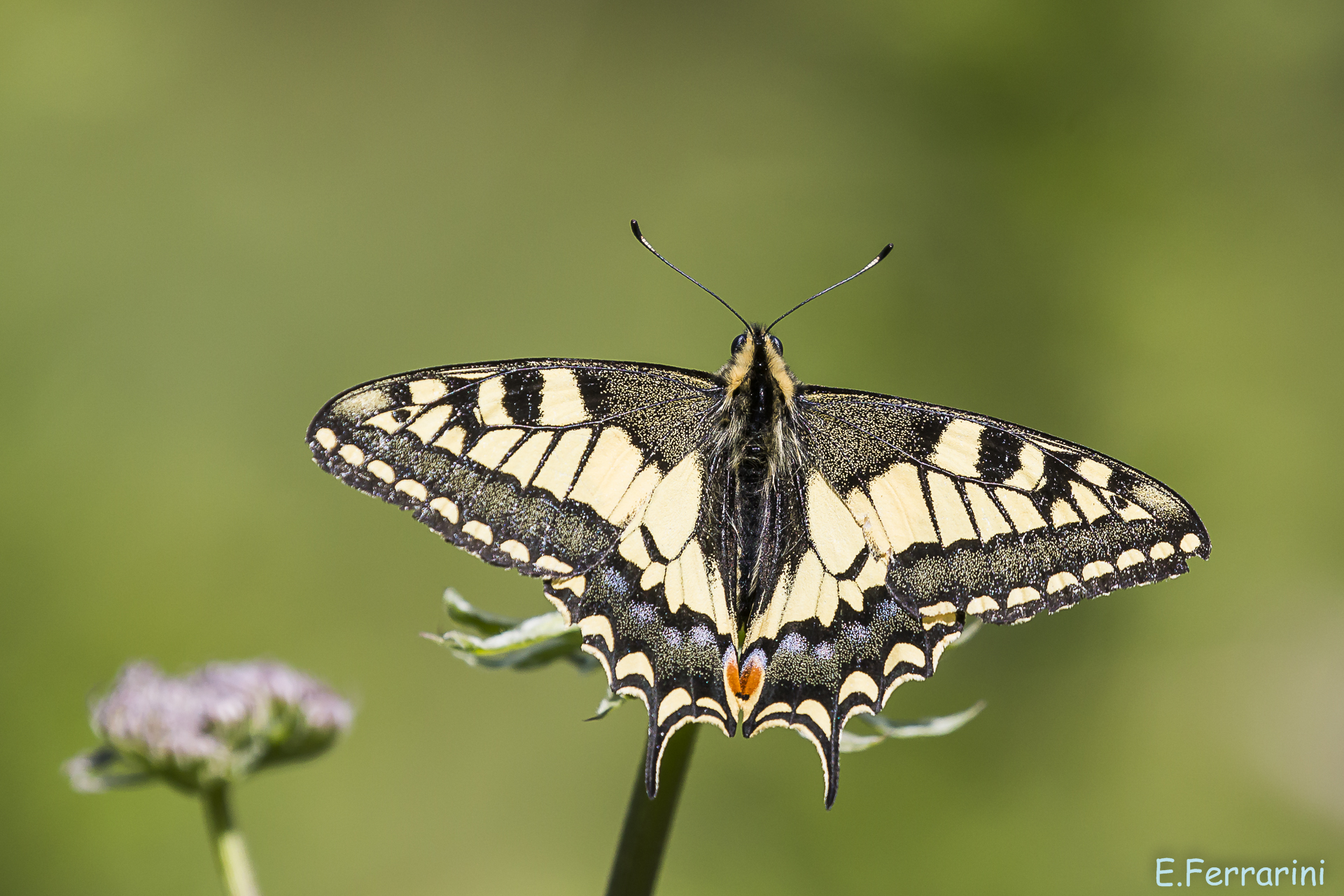Beautiful! Swallowtail