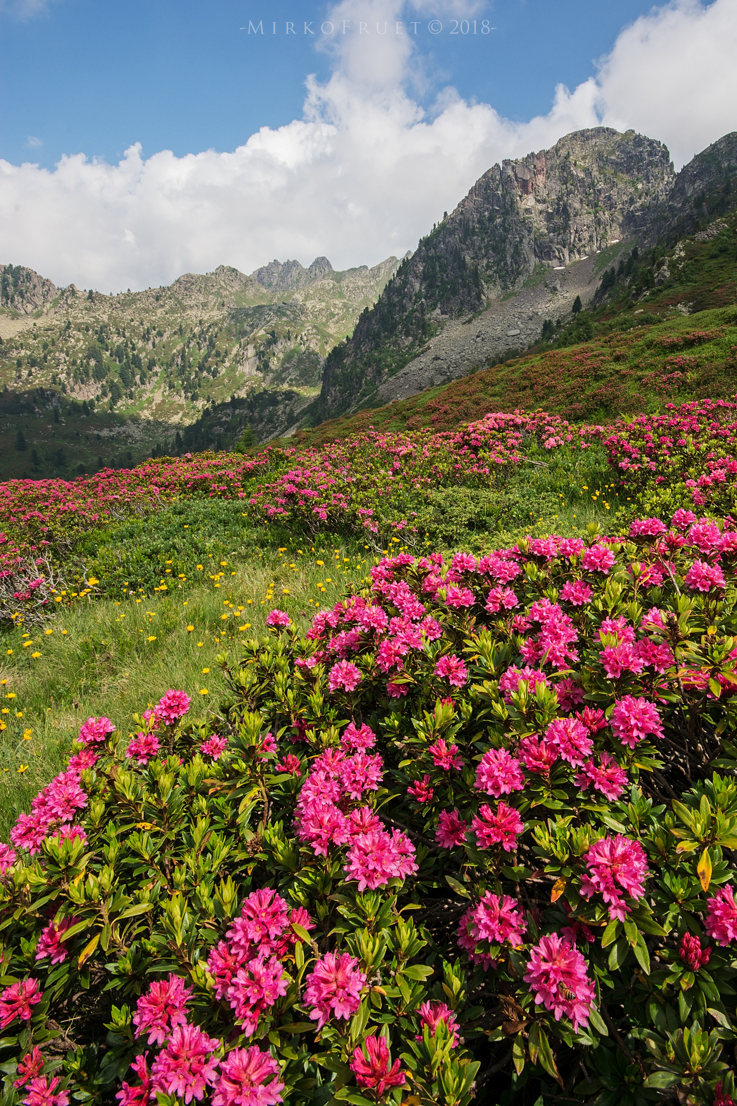 Blooming rhododendrons in altitude