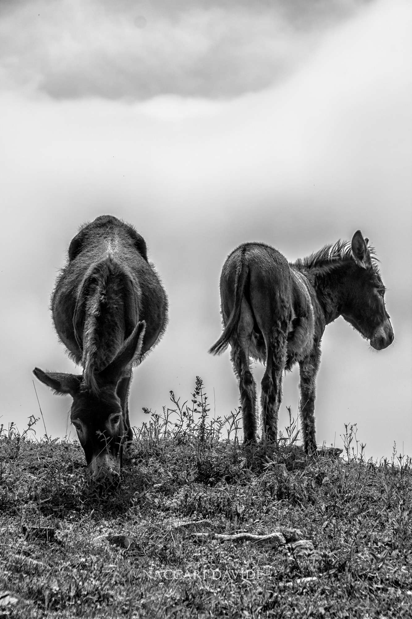 Donkeys in the head-tail