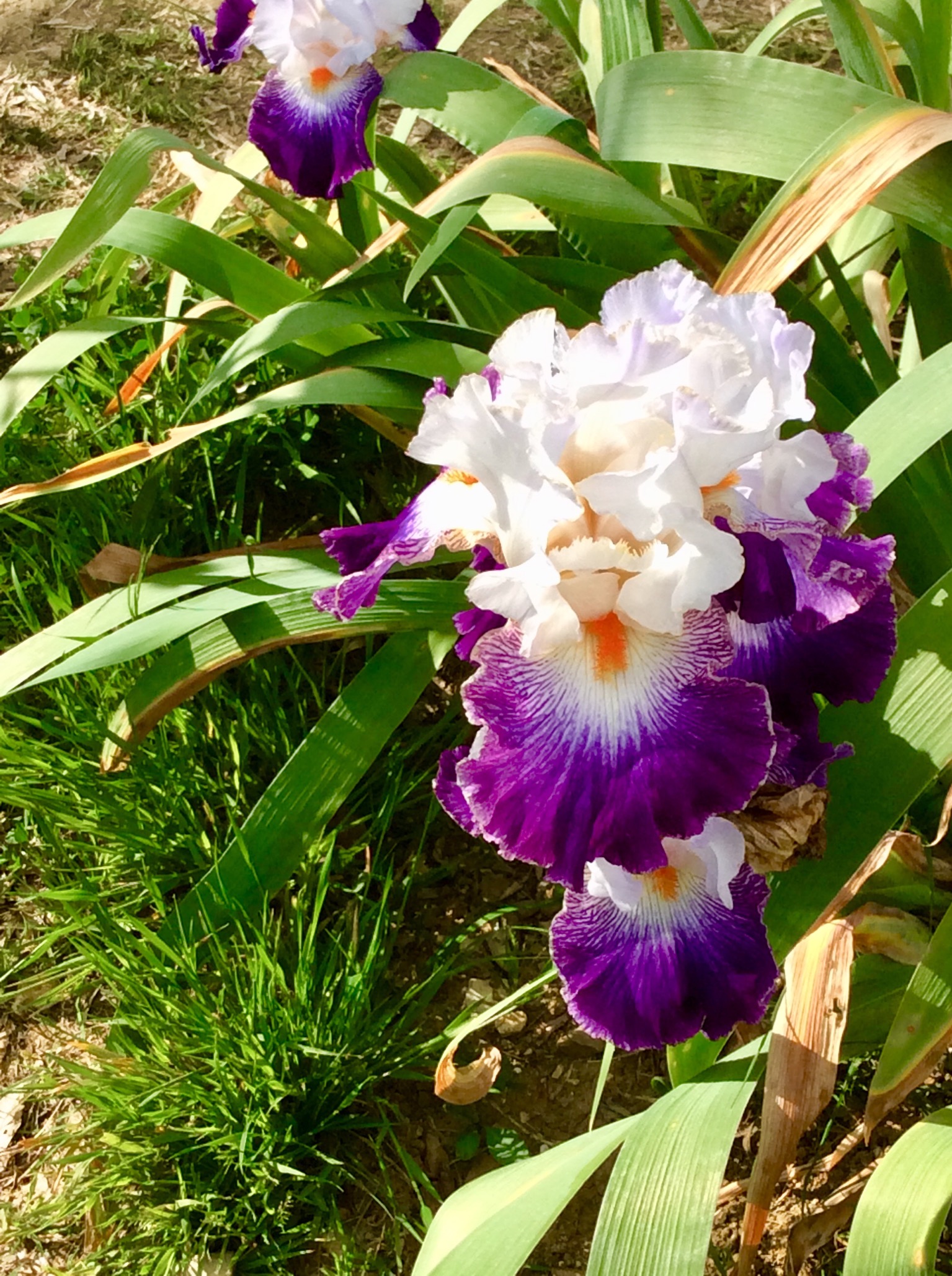 Iris in Florence