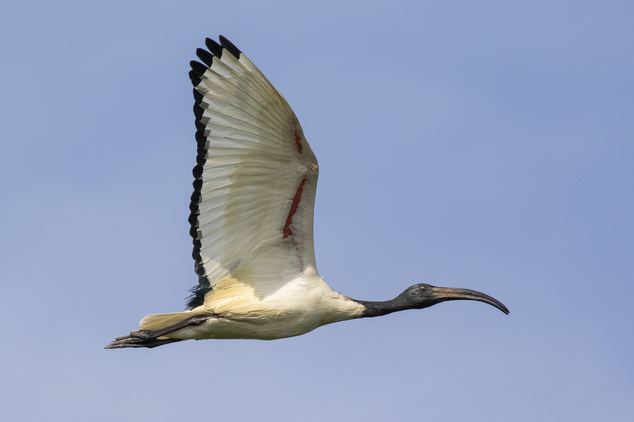 The flight of the sacred Ibis
