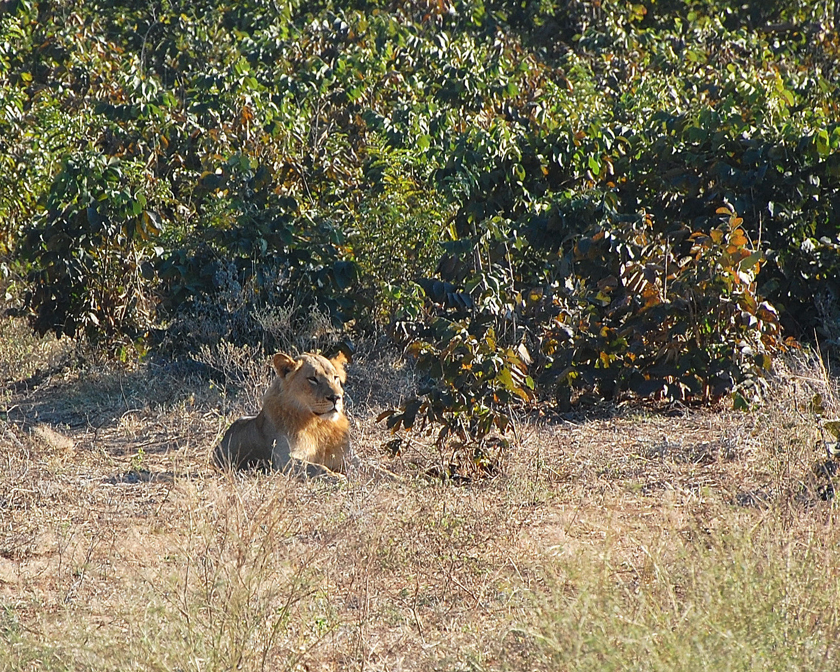 Botswana Chobe Park: Royal Dignity