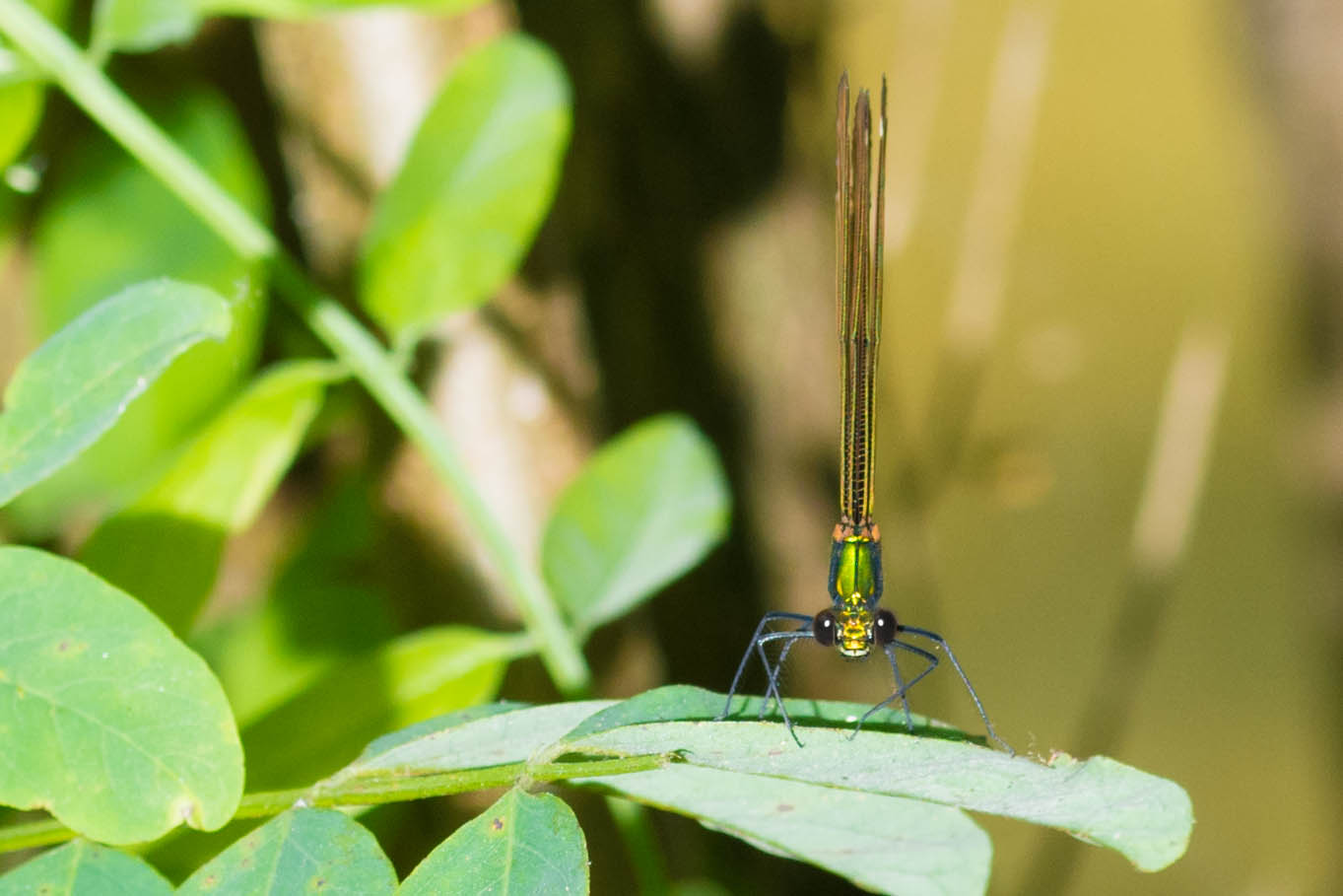 When you want to shoot as well