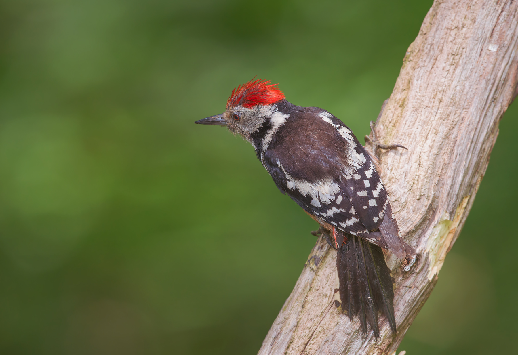 picchio rosso mezzano