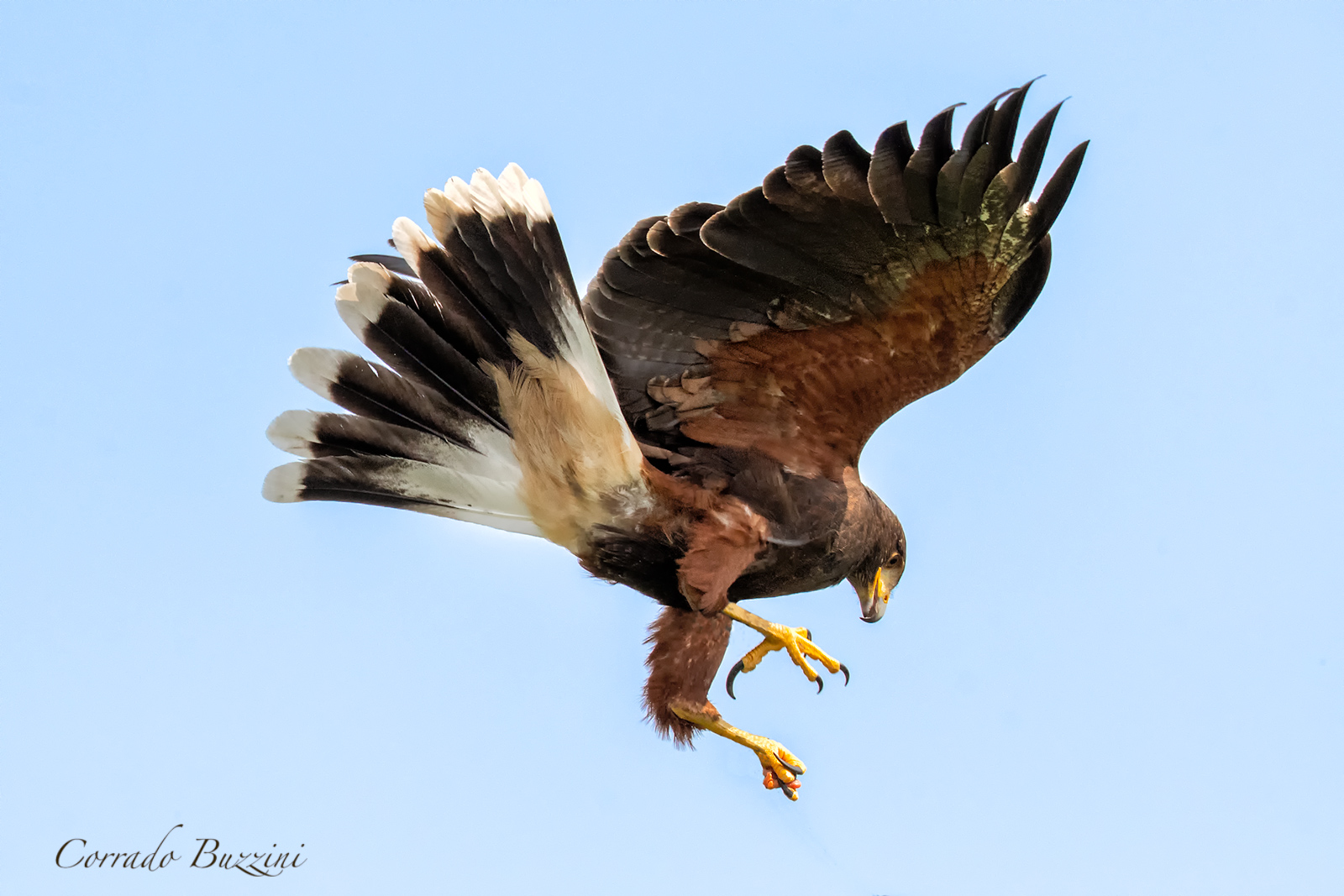 Harris Buzzard