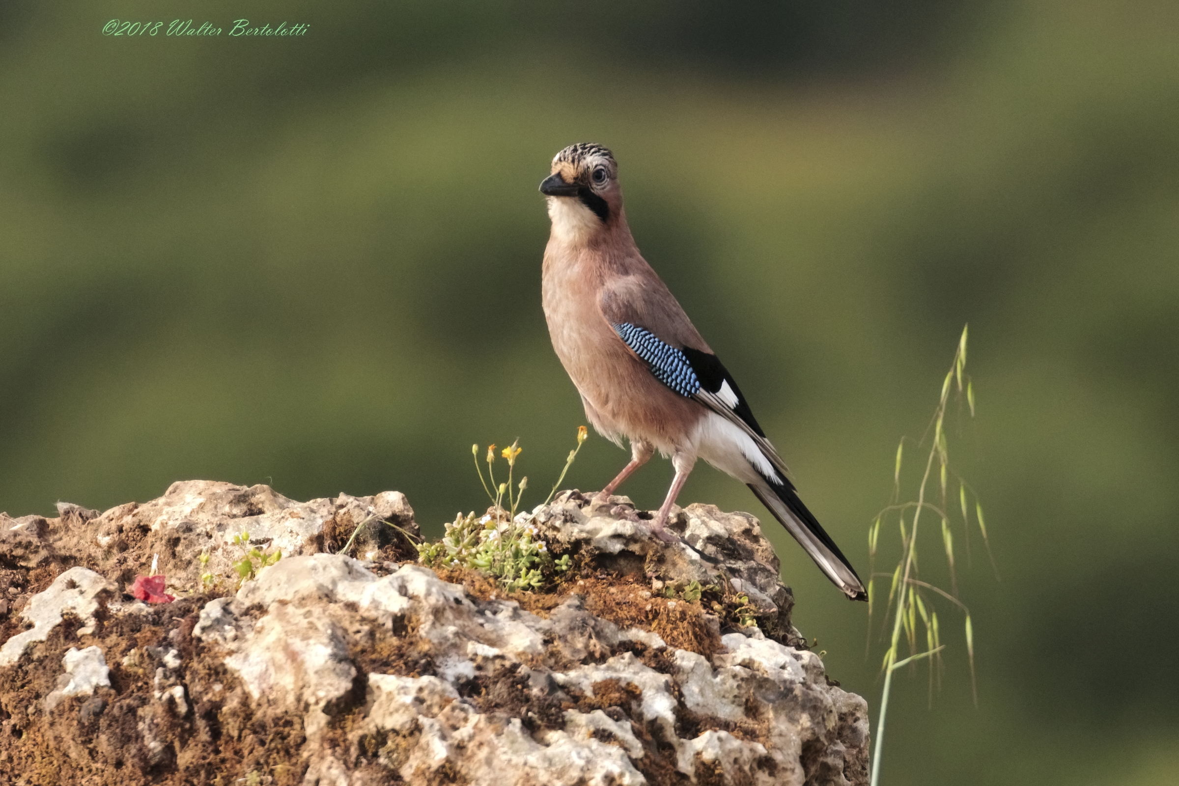 European Jay