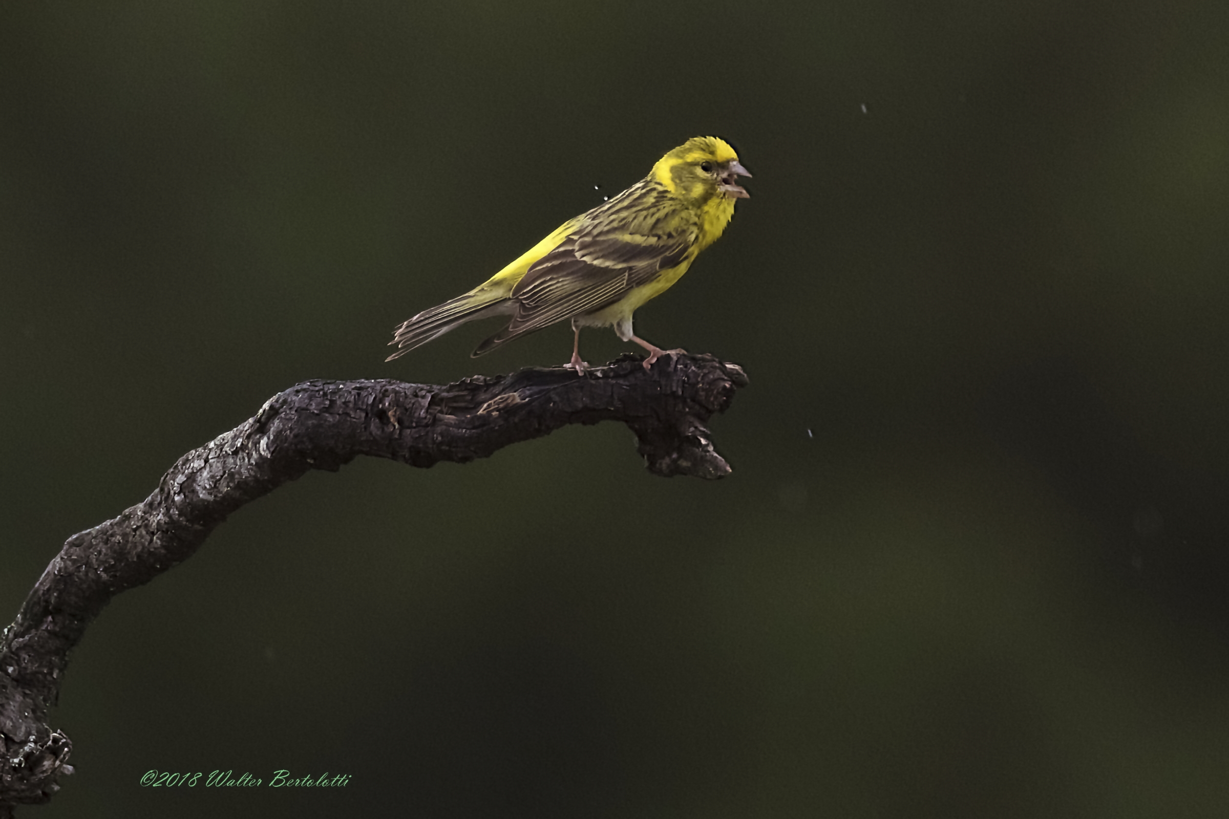 The Call of the Siskin