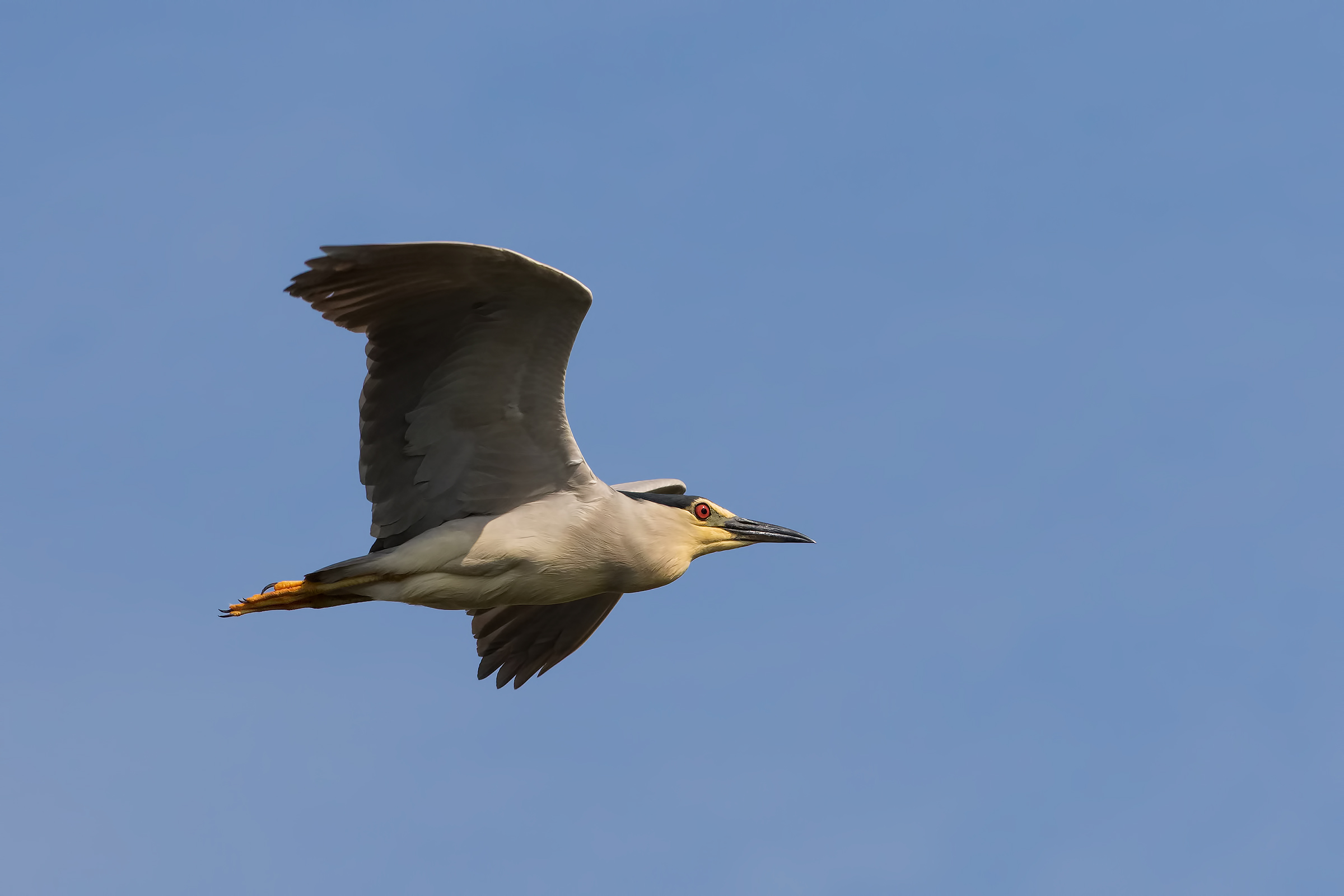 Night Heron