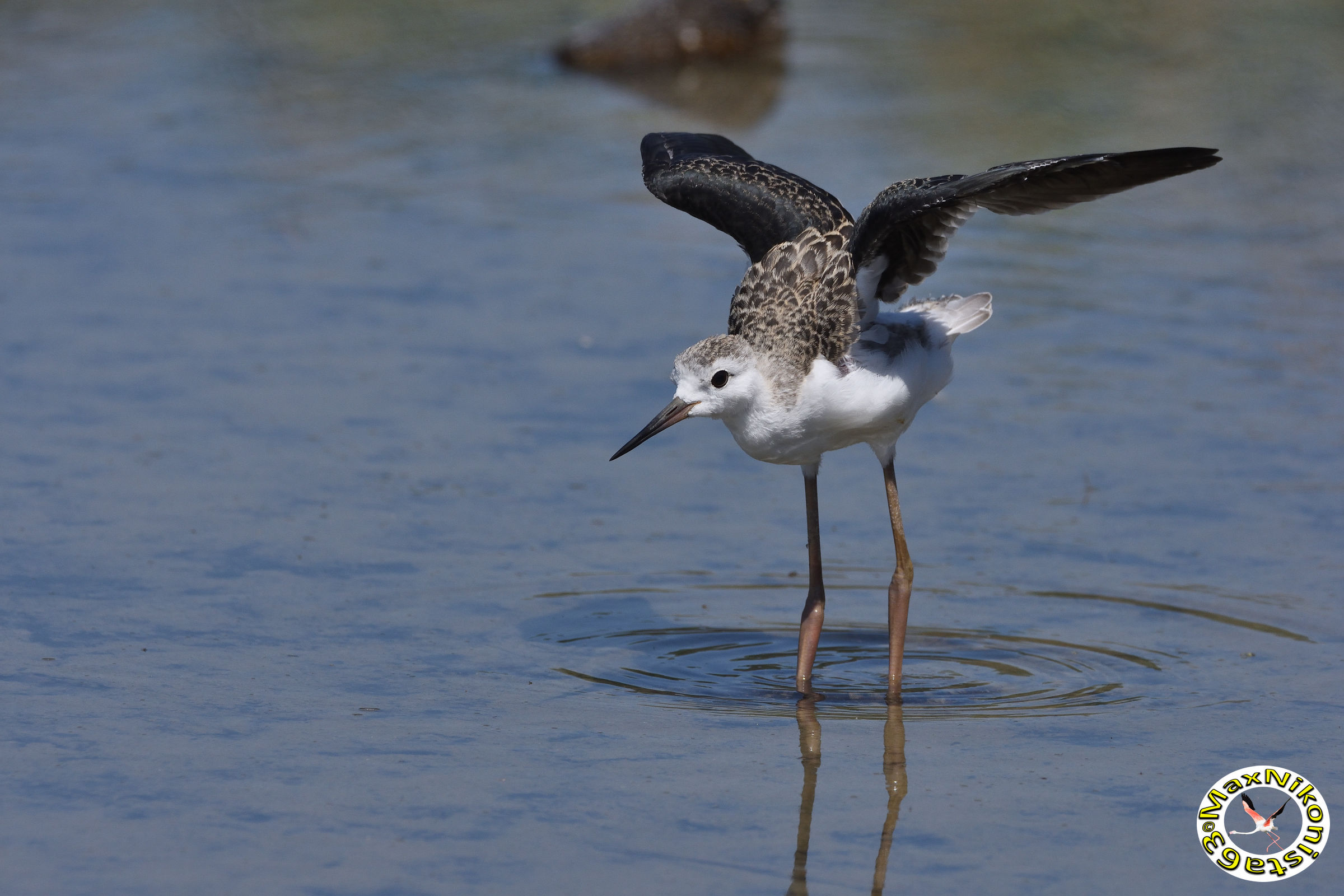 Young Knight Pre-takeoff