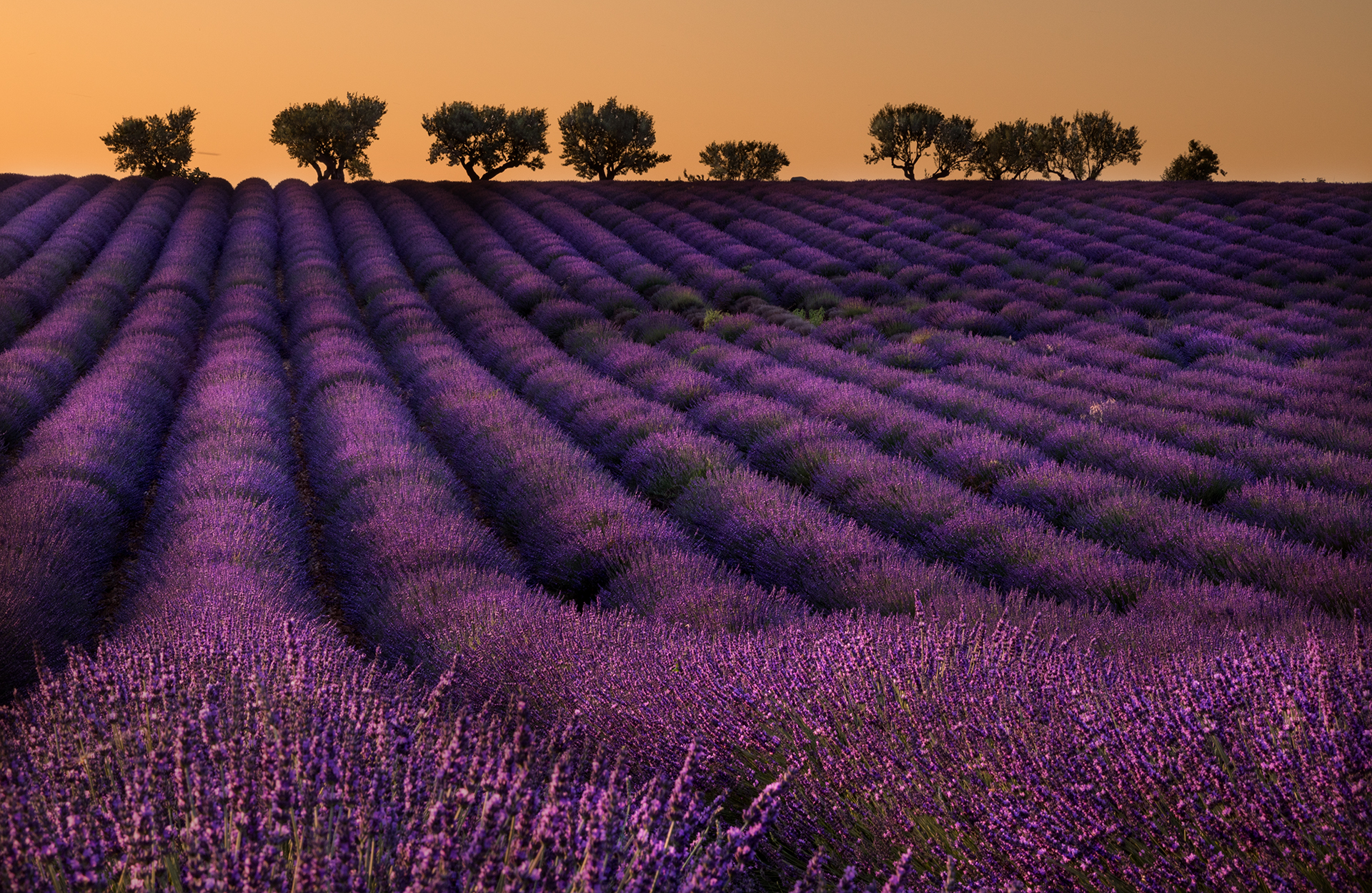 Sunset at Valensole