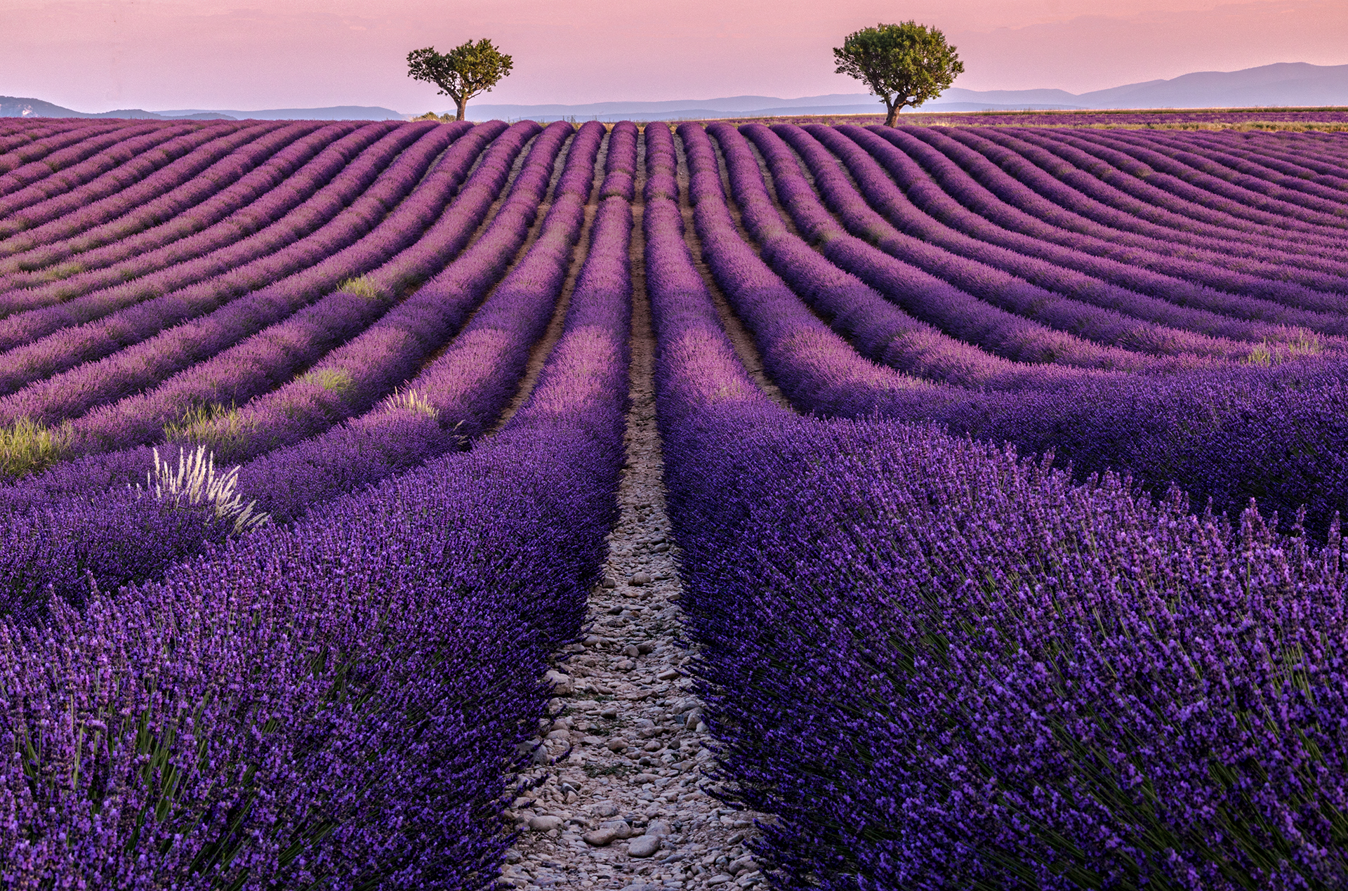 Sunrise at Valensole