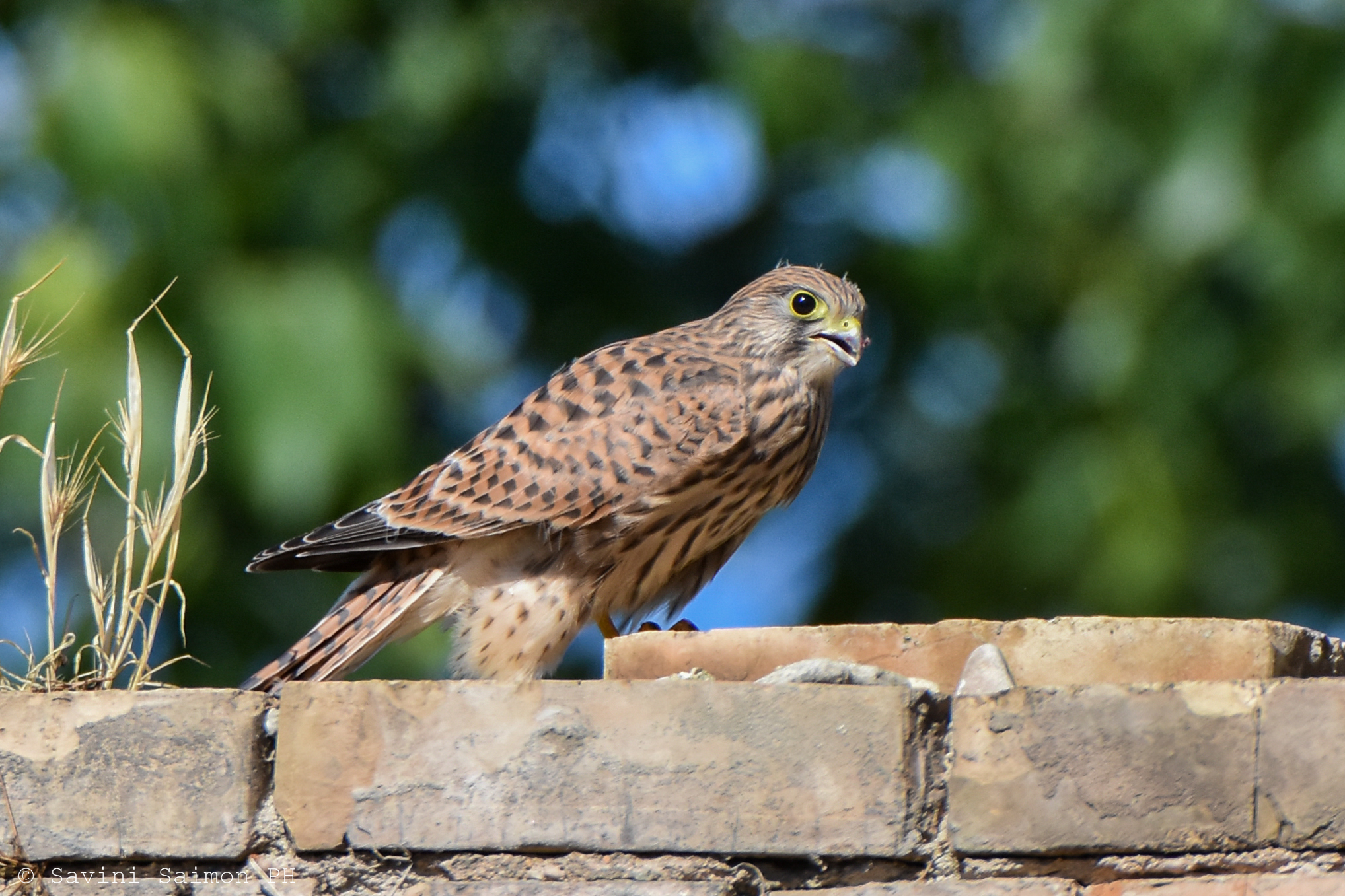 Gheppio Falco Tinnunculus "giovane"