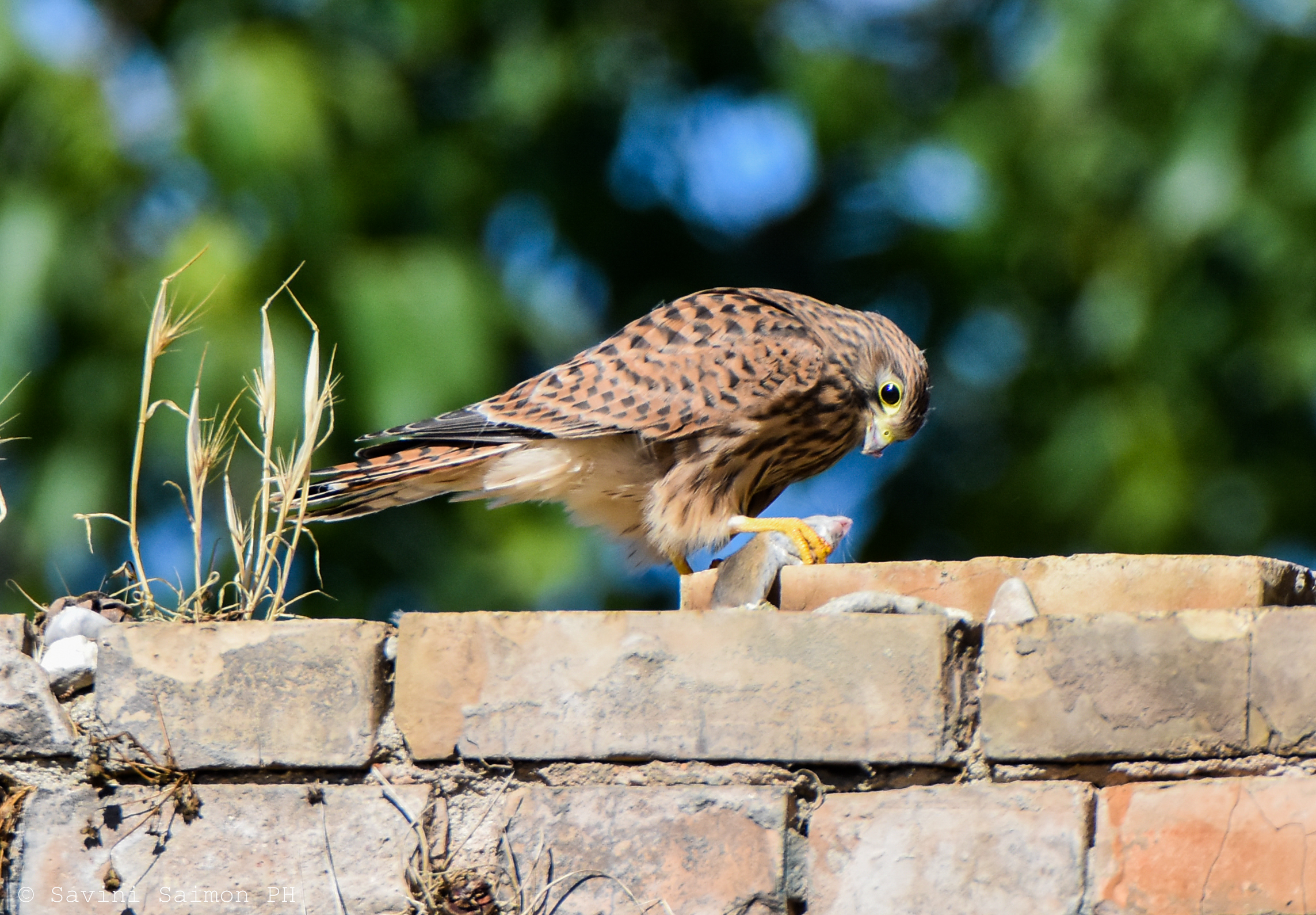 Gheppio Falco Tinnunculus "giovane" 1