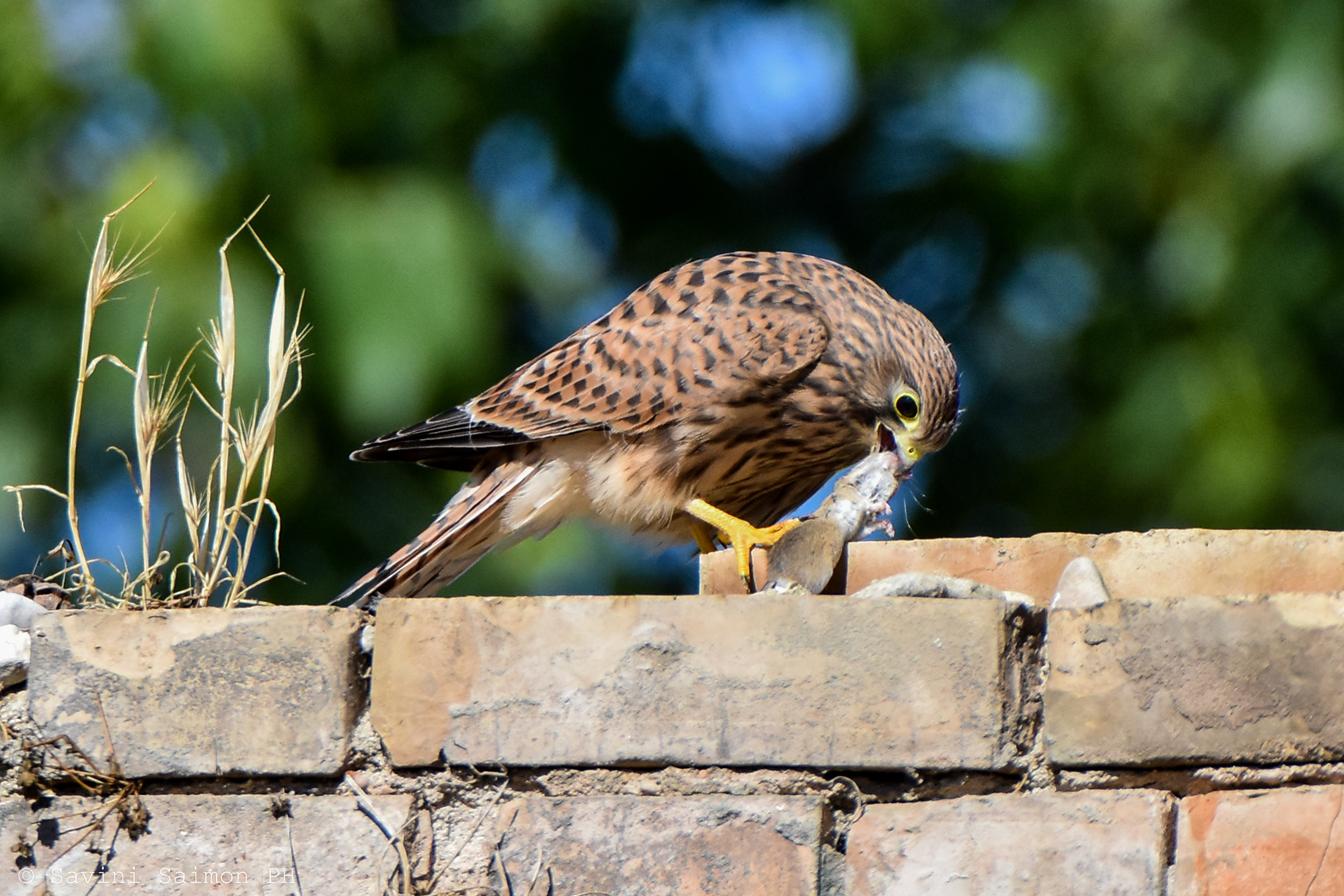 Gheppio Falco Tinnunculus "giovane" 2