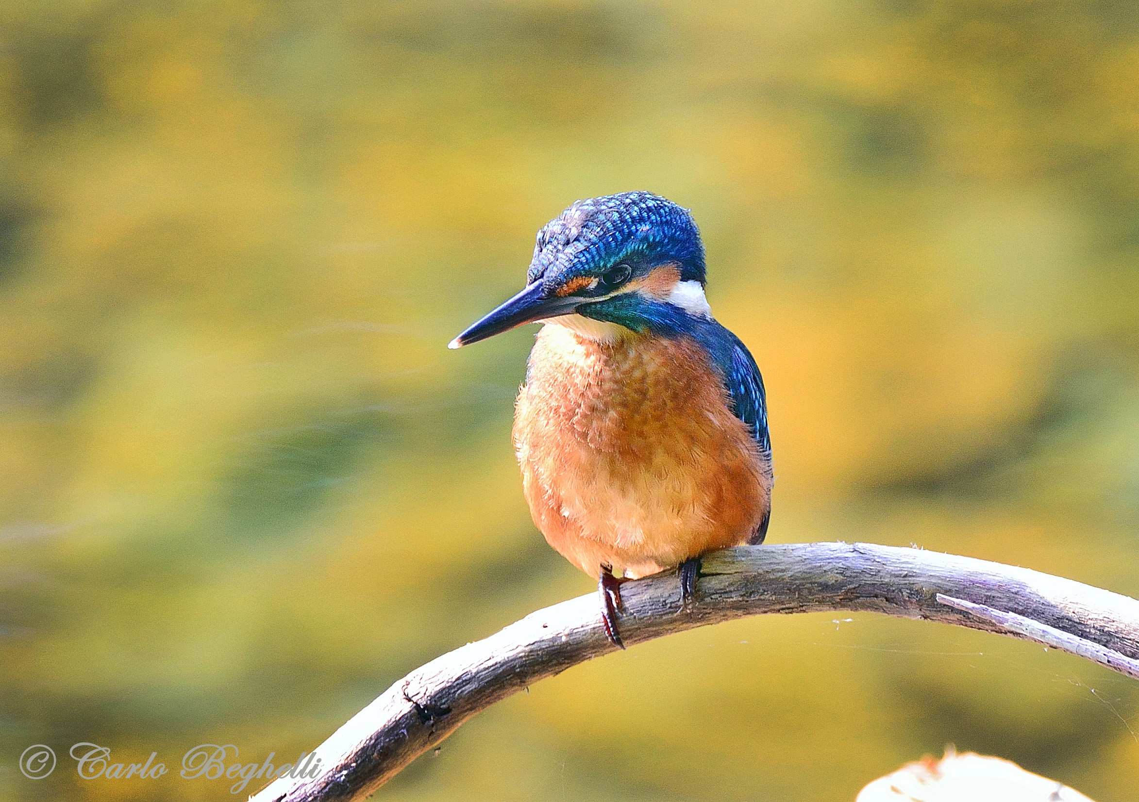In attesa della preda