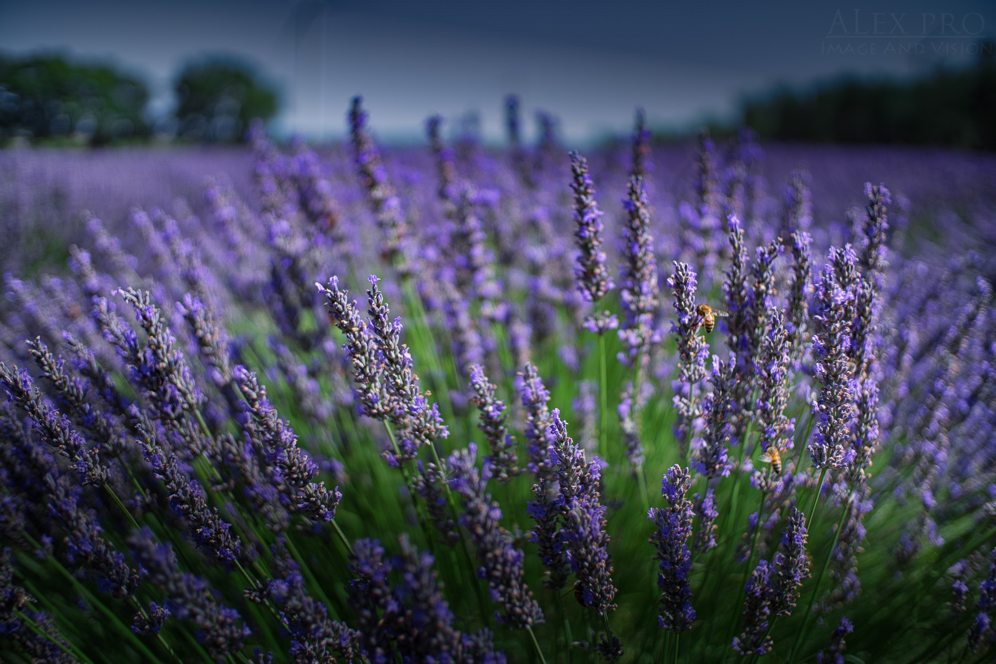 Lavanda