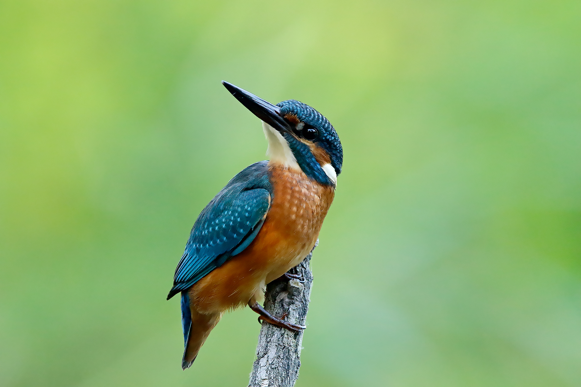 Kingfisher