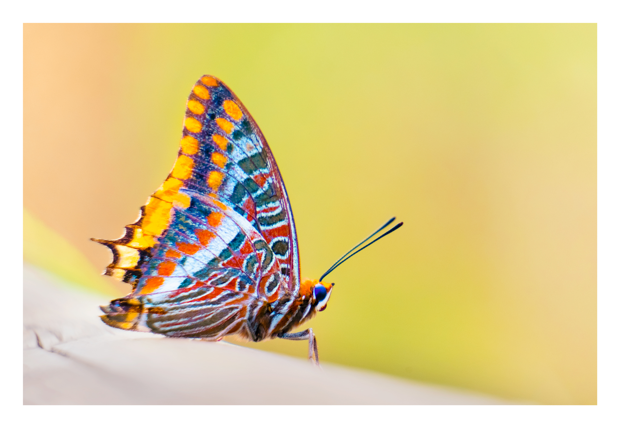 A little color sometimes does not hurt....