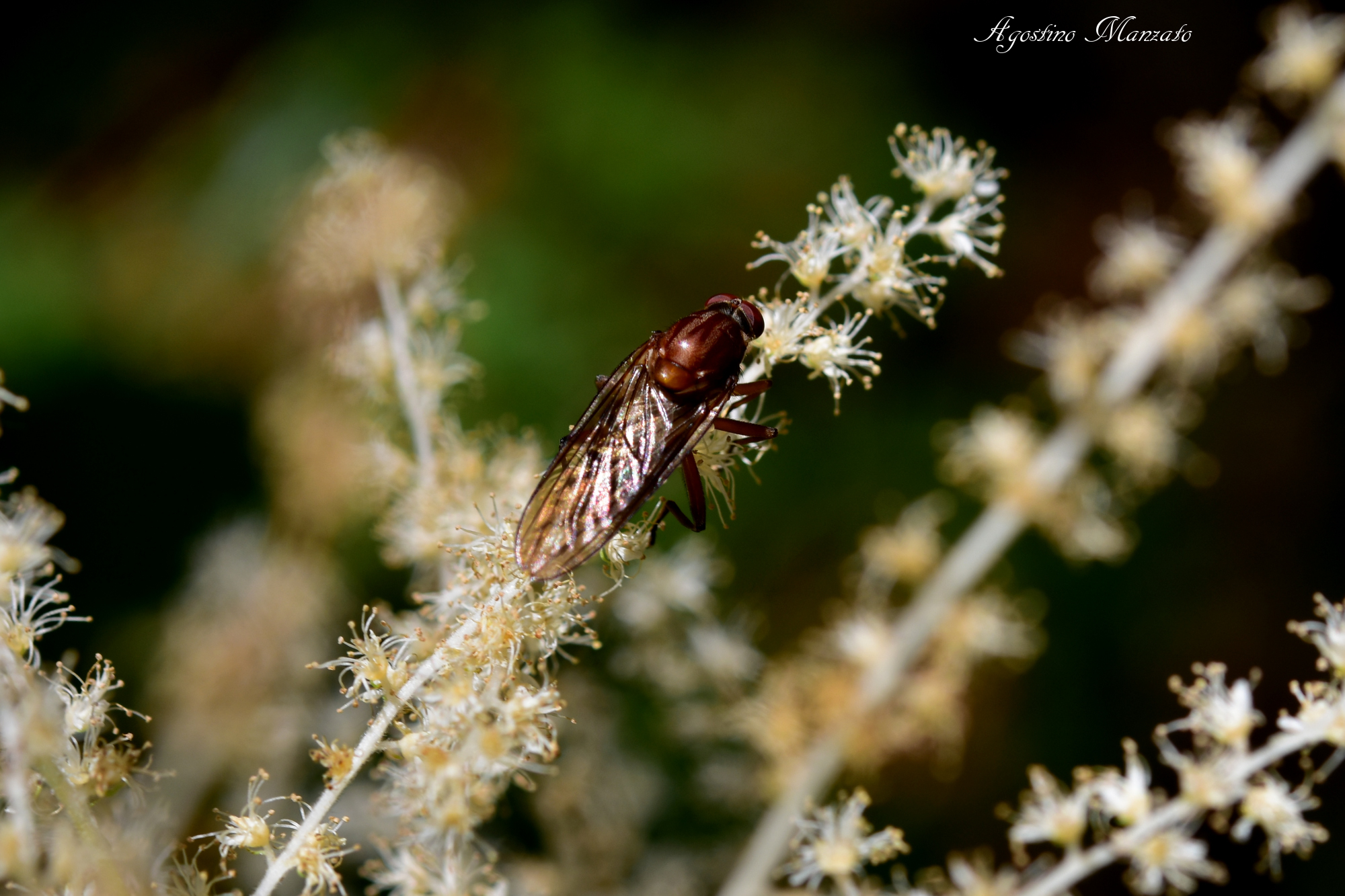 Diptera on white flowers