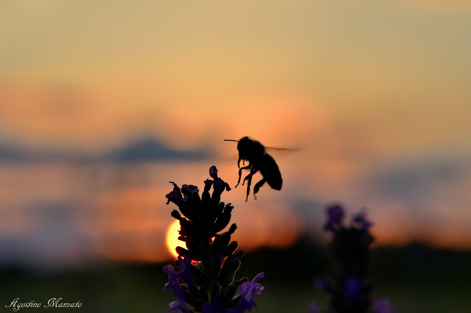 Ape al tramonto