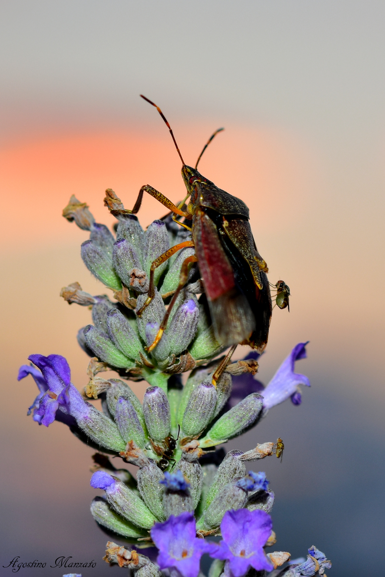 Affollamento sul rincote