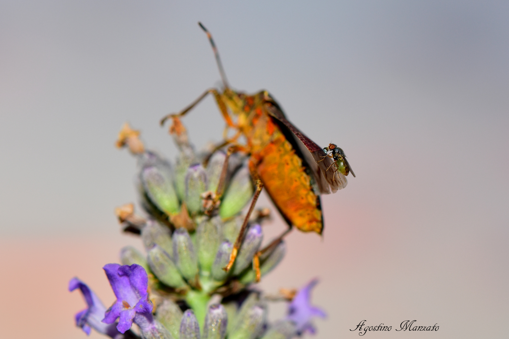 La drosofila che lava l'ala del rincote